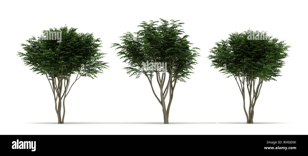 Drei Caragana arborescens Baum. Auf weissem Hintergrund Stockfoto