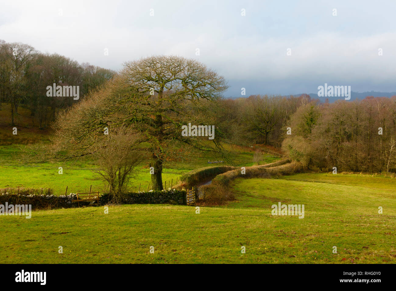 Landschaft in der Nähe von Ambleside im Spätherbst, Nationalpark Lake District, Cumbria Stockfoto