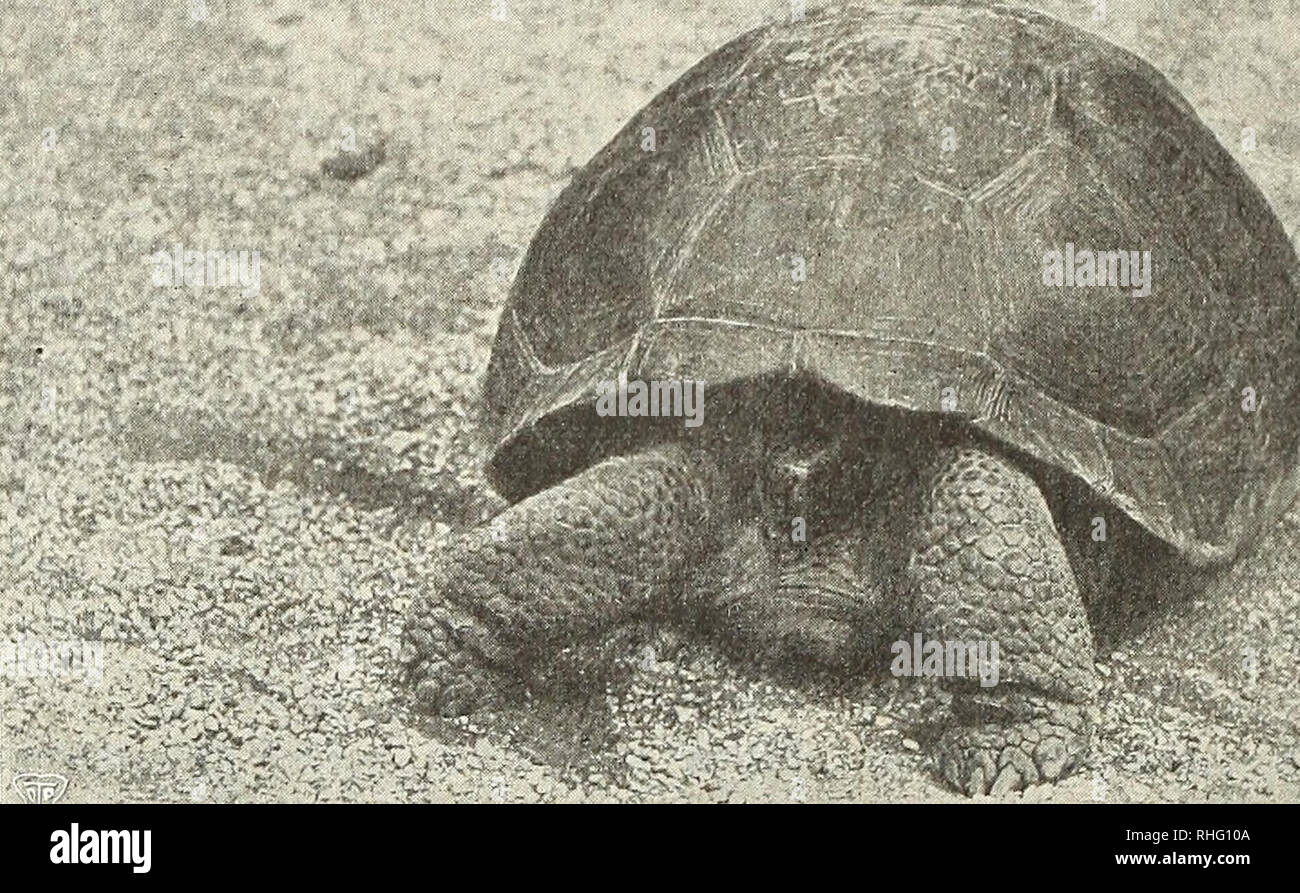 . Blätter für Aquarien- und Terrarien-Kunde. 738 Paul Kammer er:Ueber gefangene Landschildkröten. selben Beobachters sterben Zuneigung zu-Objekten, die ihm eine rosige Brille vor die Augen zwingt, und die Gewohnheit 1746-1759 ü-jektiver, mathematisch-physikalischer Denkungs-weise sich sehr wohl vertragen, und dass eben this Mischung die richtigste ist, ähm Erkennt-nisse zutage zu Arbeitstitel, welche ein Maximum von Fehlerquellen vermeidend, der Wirklichkeit am nächsten kommen. Unter den Stiefkindern der Natur und daher auch der menschlichen Naturliebhabereien ist wohl sterben Kriechtierordnung d Stockfoto