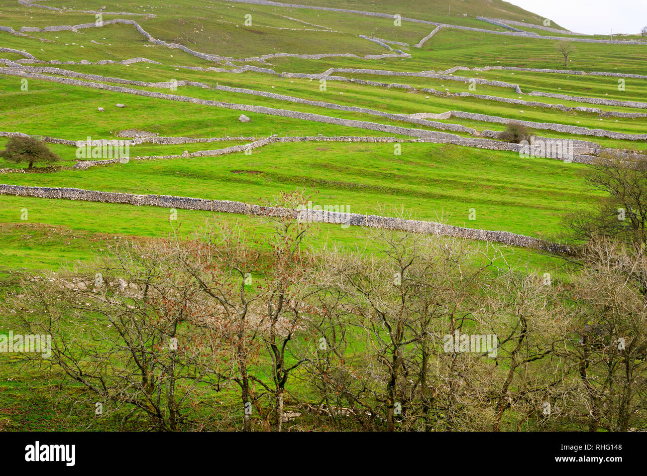 Steinmauern und Weiden in Malhamdale, Yorkshire Dales National Park Stockfoto