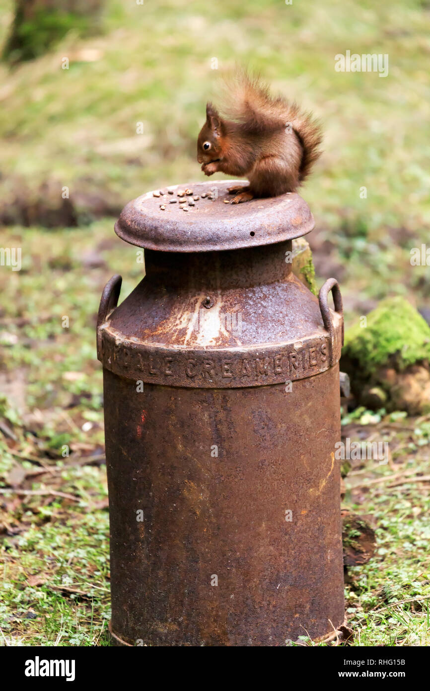 Red squirrel, Sciurus vulgaris, auf eine rostige Milchkanne Stockfoto