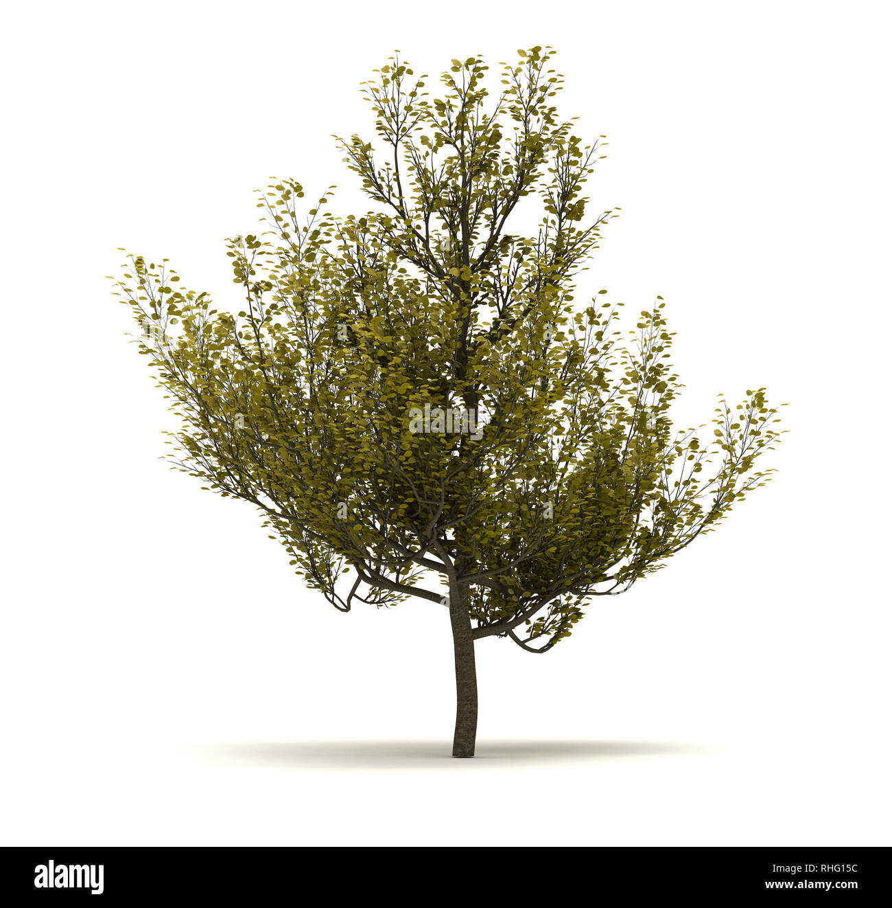 Single Cornus Mas Tree. Auf weissem Hintergrund Stockfoto