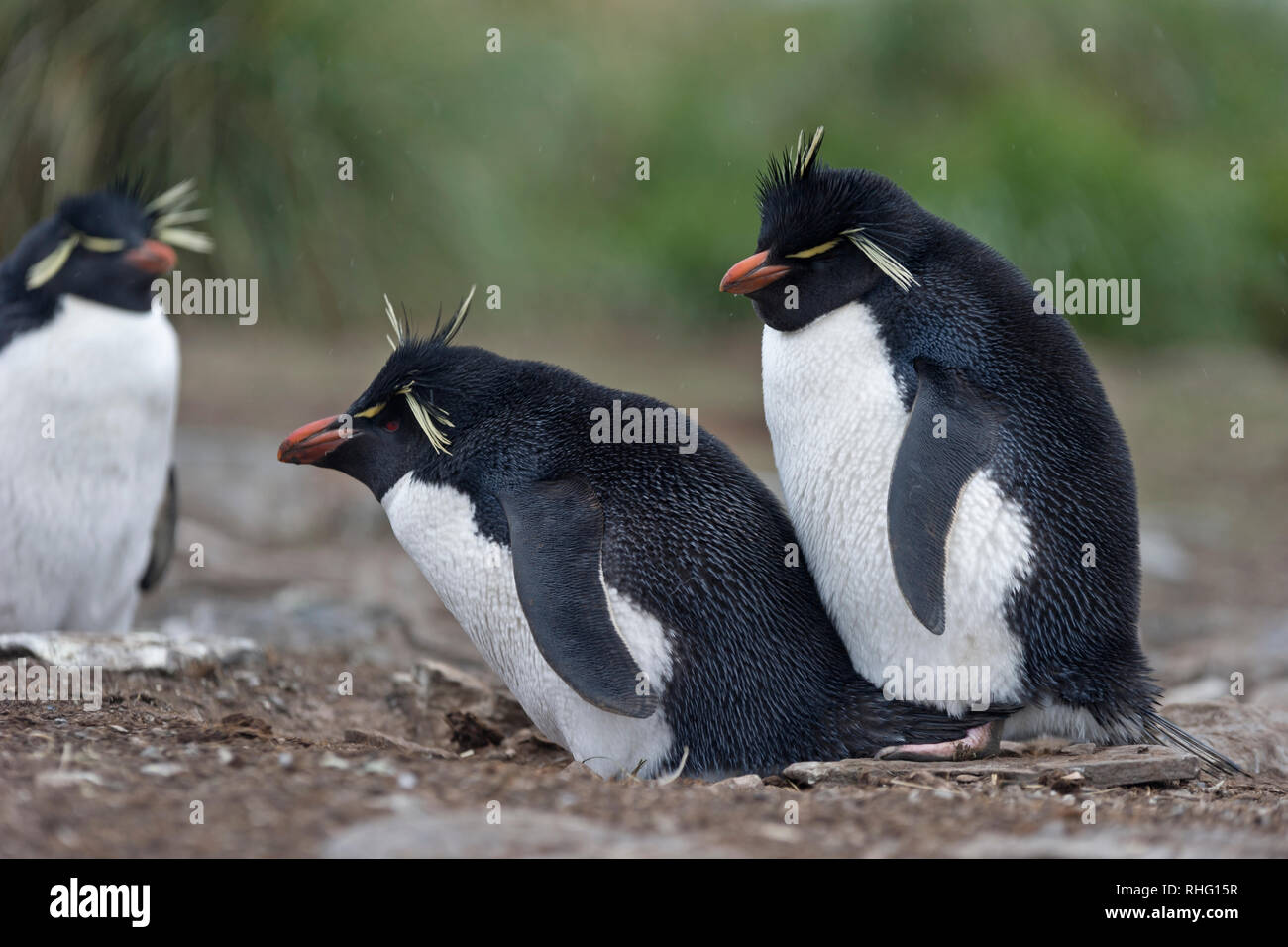 Rockhopper Pinguine eudyptes chrysocome Paar stehend an Nest trostlosen Insel falkland inseln Stockfoto