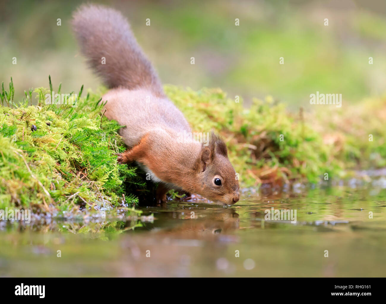 Red squirrel, Sciurus vulgaris, trinken aus einem Teich Stockfoto