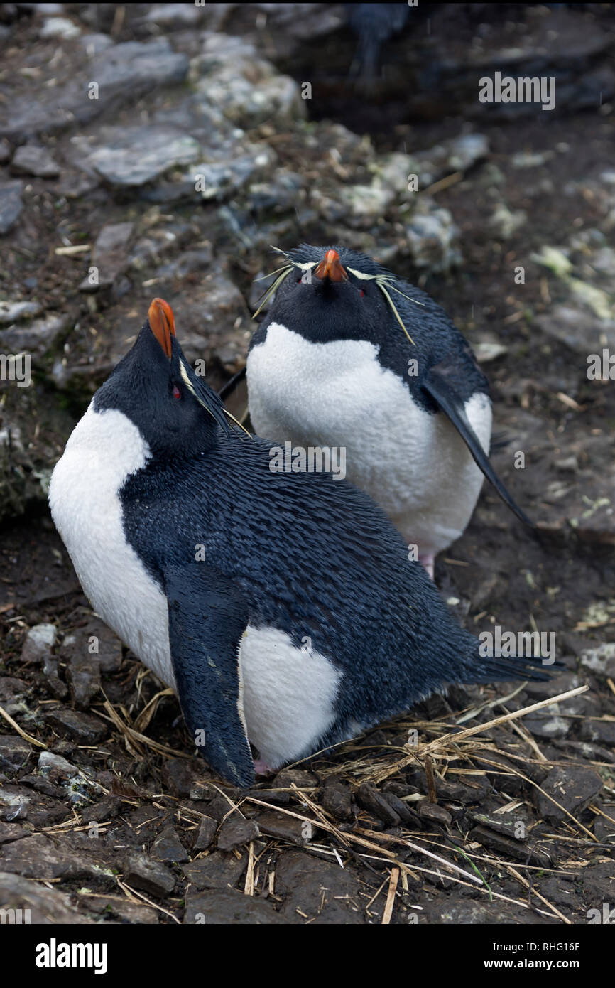 Rockhopper Pinguine eudyptes chrysocome Paar stehend an Nest trostlosen Insel falkland inseln Stockfoto
