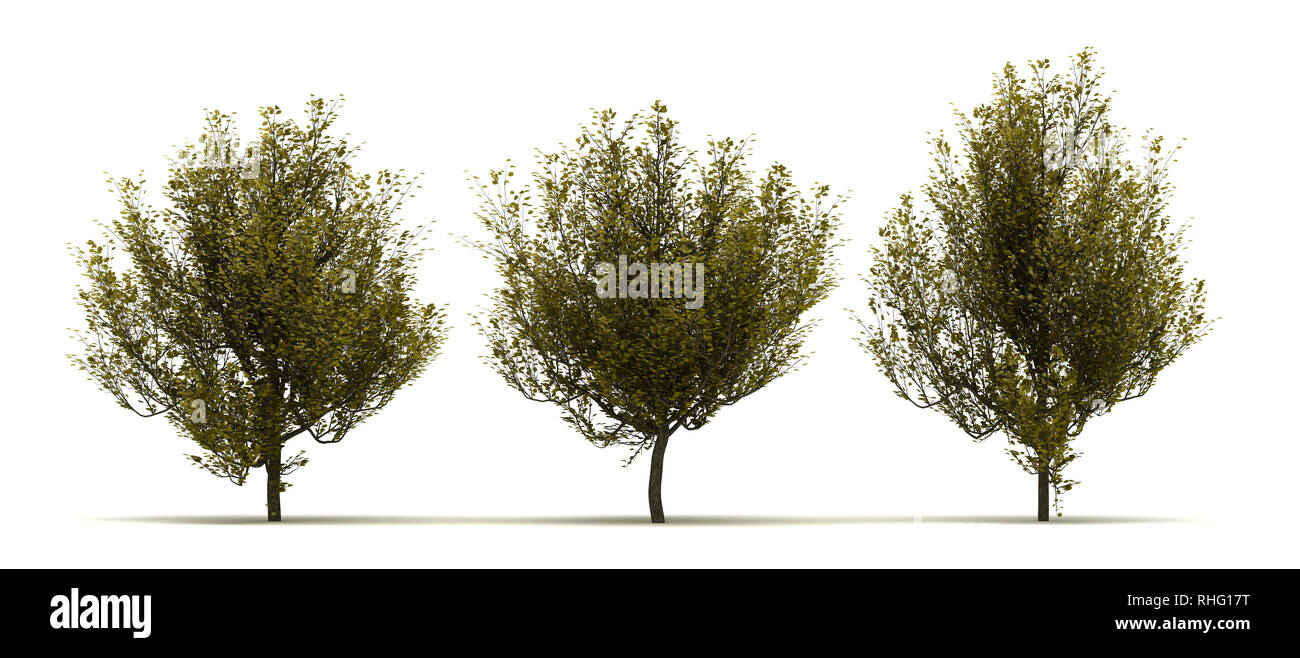 Drei Cornus Mas Tree. Auf weissem Hintergrund Stockfoto