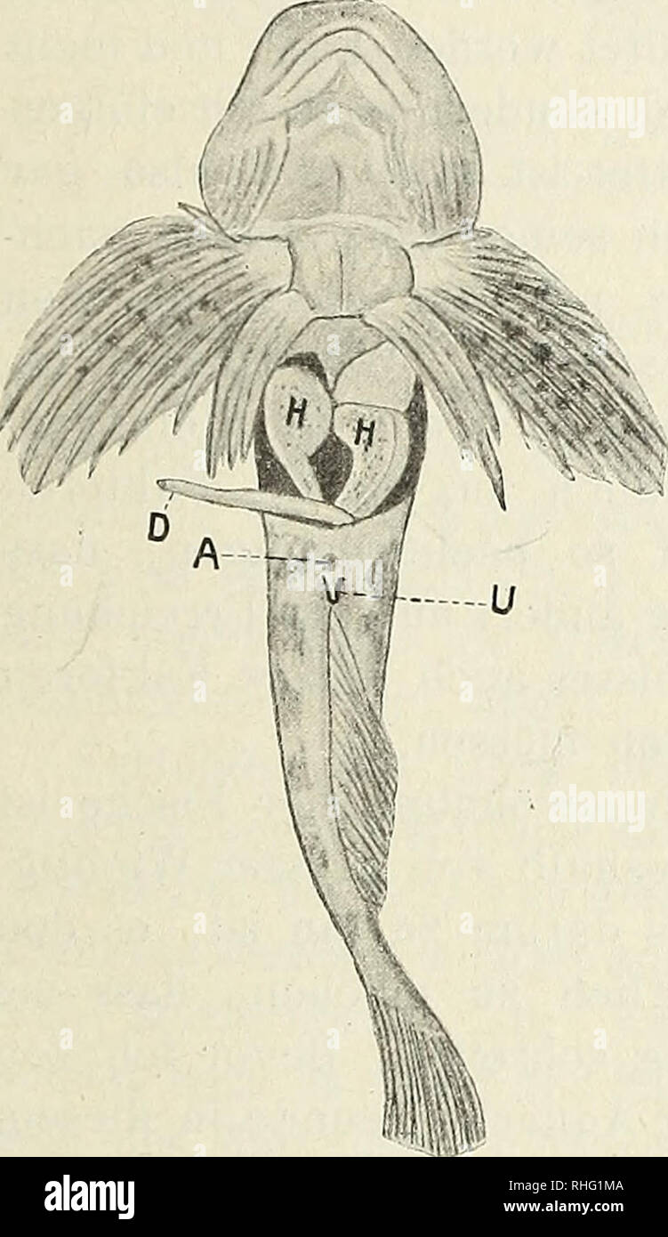 . Blätter für Aquarien- und Terrarien-Kunde. Alfred Buschkiel: zur Biologie der Groppe (Cottus gobio L.j. 343 sterben Harnleiter. Mit dem Bauche des Weib- chens nehmen wir keine nennenswerten Er-höhungen, sondern nur zwei in kurzem Ab-Stände von einander liegende Oeffnungen wahr. Die eine ist das darmende, der nach, andere wiederum Harn sterben- und Geschlechts-Öffnung. Ein of this Stelle sei bemerkt, dass die grössenangaben in der Literatur nicht voll-ständig richtig sind. Das angegebene Masse ist / 10 - 15 cm. Mir sind wieder-holt Groppen in die Hand gekommen, sterben 18 cm lang waren. Groppe b Stockfoto