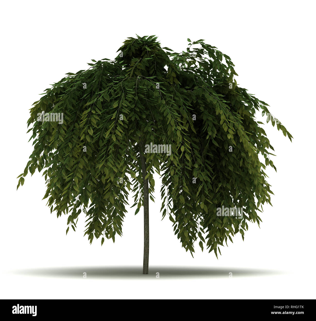 Single Salix Repens Baum. Auf weissem Hintergrund Stockfoto