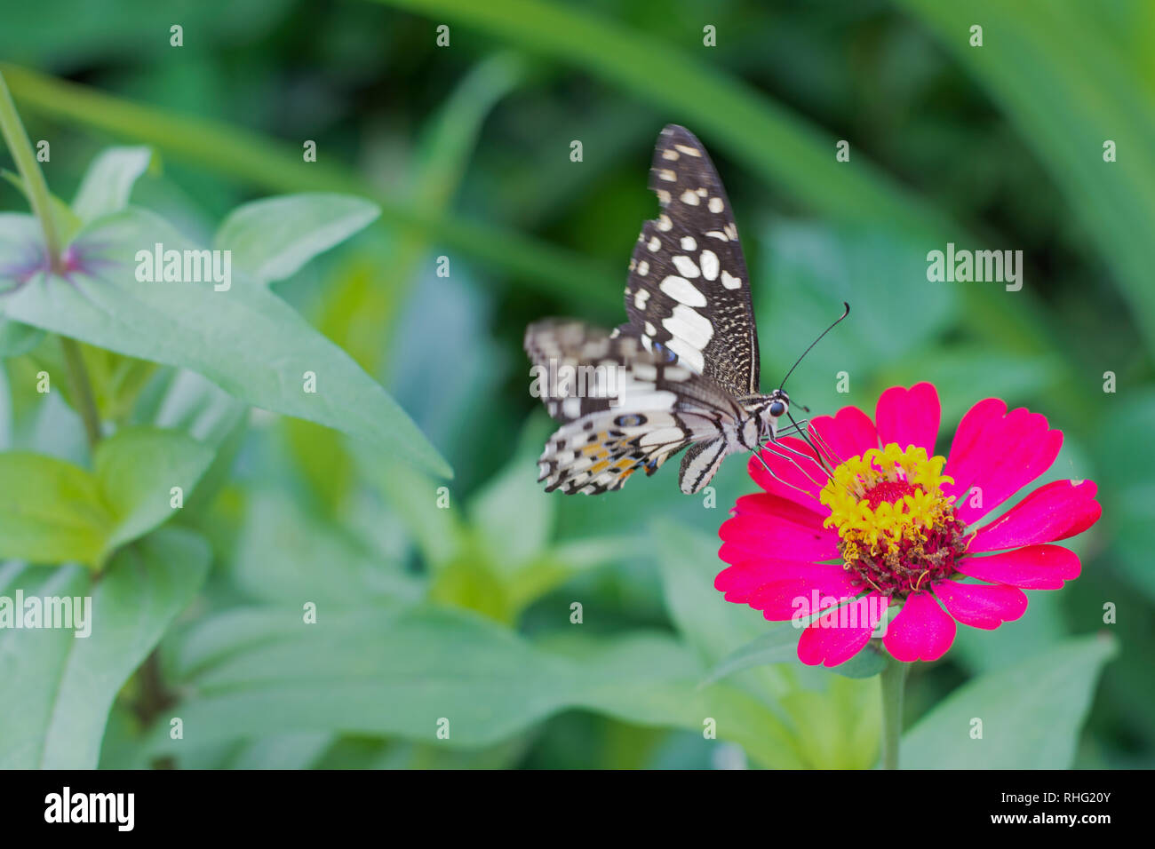 Schmetterlinge im Garten Stockfoto