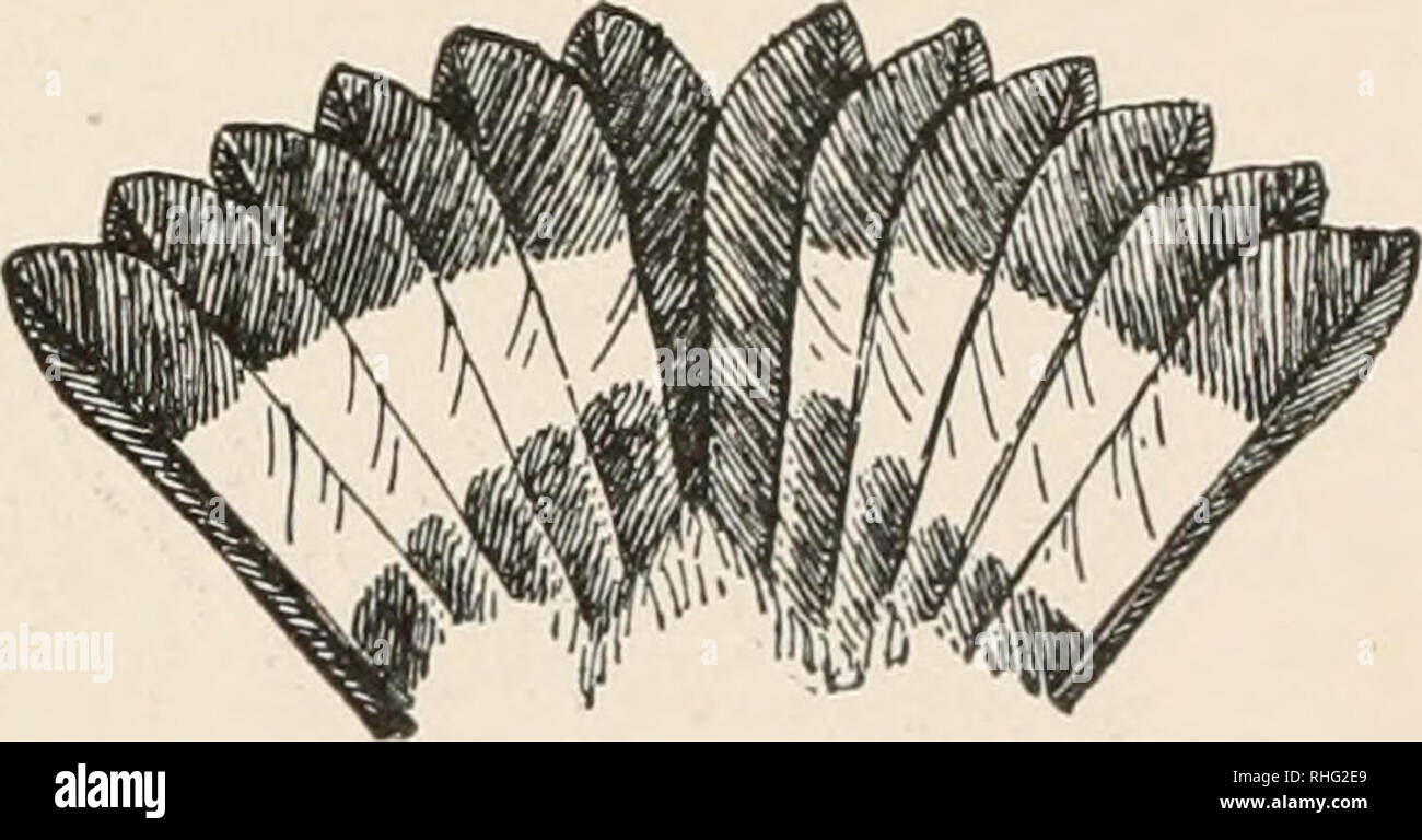 . Die Vögel des östlichen Nordamerika: bekannt zu östlich des 90. Meridian auftreten. Vögel - Nordamerika. Kopf und Schwanz, Schwarz und Schnäpperrohrsänger. Krone, stumpf grau; zurück, Oliven, Schwanz und Bauch, Gelb; Schwanzfedern, mit weißen Flecken in der Mitte. Schwarz und Schnäpperrohrsänger. Maculosa Dendroica. Siehe Nr. 500. Underparts, hell gelb; Krone, Gelb; Rücken und Keule, helle Olivgrün; einen schmalen schwarzen Streifen von Bill auf Augenhöhe. Blue winged Warbler. Helminthophila pinus (männlich}. Siehe Nr. 487.. Bitte beachten Sie, dass diese Bilder aus gescannten Seite Bilder, die digital enh wurden extrahiert werden Stockfoto