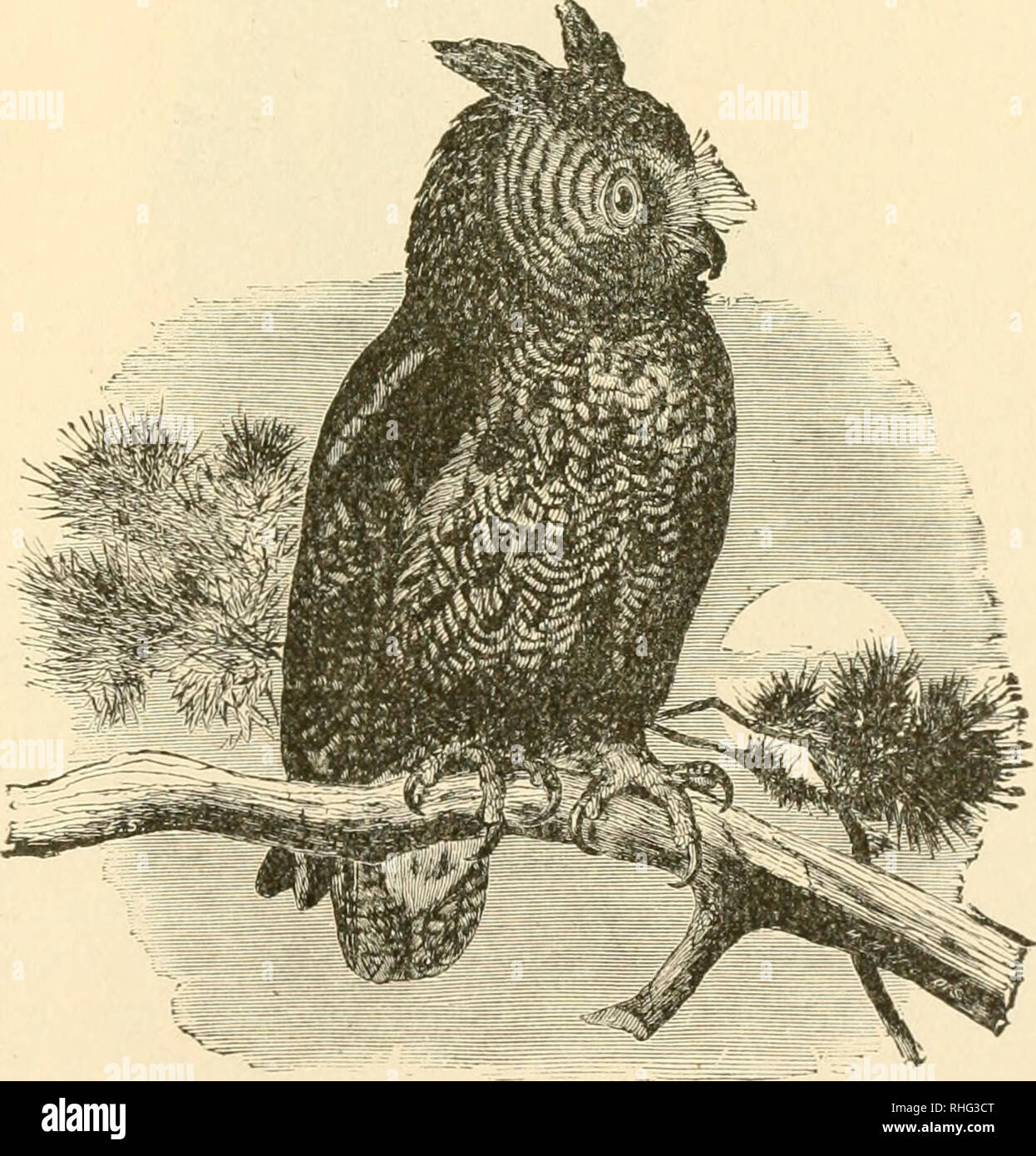 . Vögel von Michigan. Vögel. Zoologische Abteilung. 69 Gattung NYCTALA Bbehm. 165 871 - (4:2). Nyctala teiijiiiialmi richardsoiii (jBo? ta 7&gt;). Richardson's Eule. Dieser Vogel hat in Ohio getroffen worden. Illinois und Wisconsin, und es ist sehr wahrscheinlich, dass in unseren nördlichen Halbinsel Fauna; "Vermutlich im Winter" (J. A. in Allen). ! (&Gt;;;;;;;; {72 (48; 5). Xyctala acadica (G-nieZ.). * Säge - wetzen Eule; Acadian Eule. Selten; bei all seasons gefunden; "Seltene jetzt. Aber häufiger vor zwanzig Jahren in Mo - roe County" (Jerome Trombiey);' ' in den Sümpfen, in Ann Arbor, seltene" (Dr. J. B. Steere an); "Nicht sehr selten in Le Stockfoto