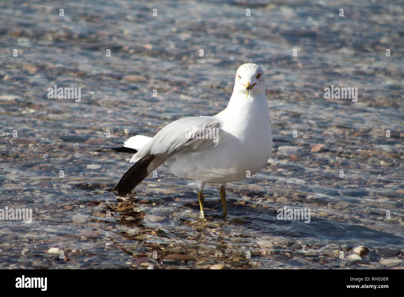 Vögel auf dem Colorado River Stockfoto