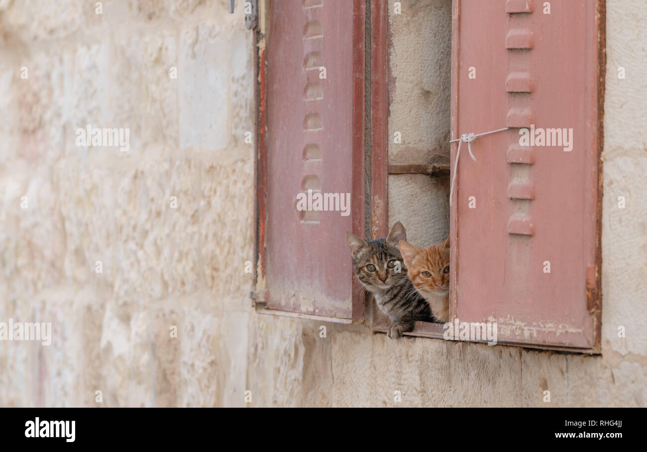 Süße Kätzchen versteckt sich hinter Fenster zu Kamera suchen Stockfoto