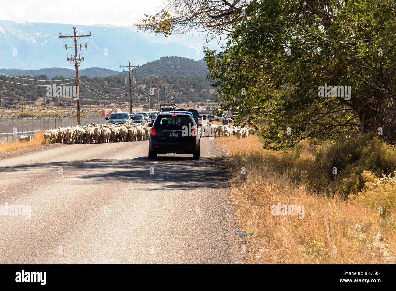 Schafe auf einem Vieh Korridor Straße getrieben Stockfoto