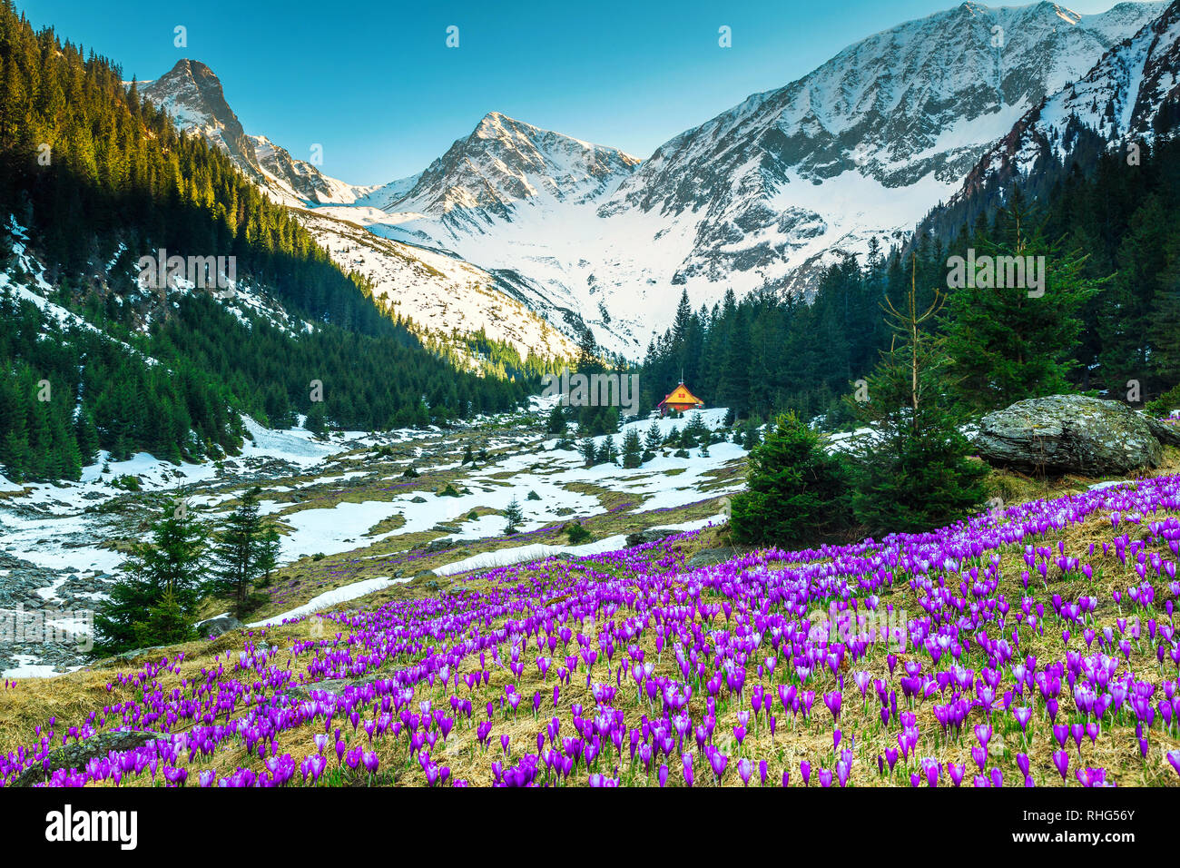 Bewundernswert alpine Frühling Landschaft, herrliche Feld mit frischen bunten lila Krokusse Blumen und hohen schneebedeckten Berge im Hintergrund, Fagaras Gebirge, Stockfoto