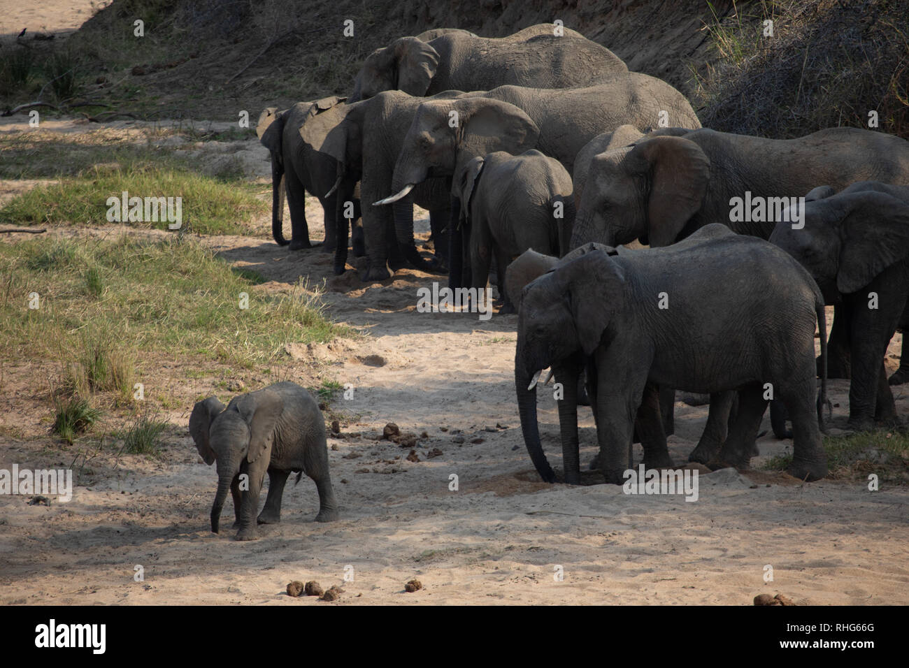 Herde afrikanischer Elefanten (Loxodonta) mit Baby im Kurger Nationalpark, Südafrika Stockfoto