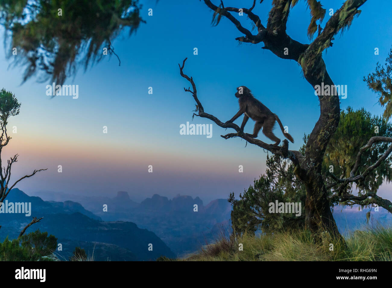 Schöne aufnahme eines Gelada baboon auf einem Baum Stockfoto
