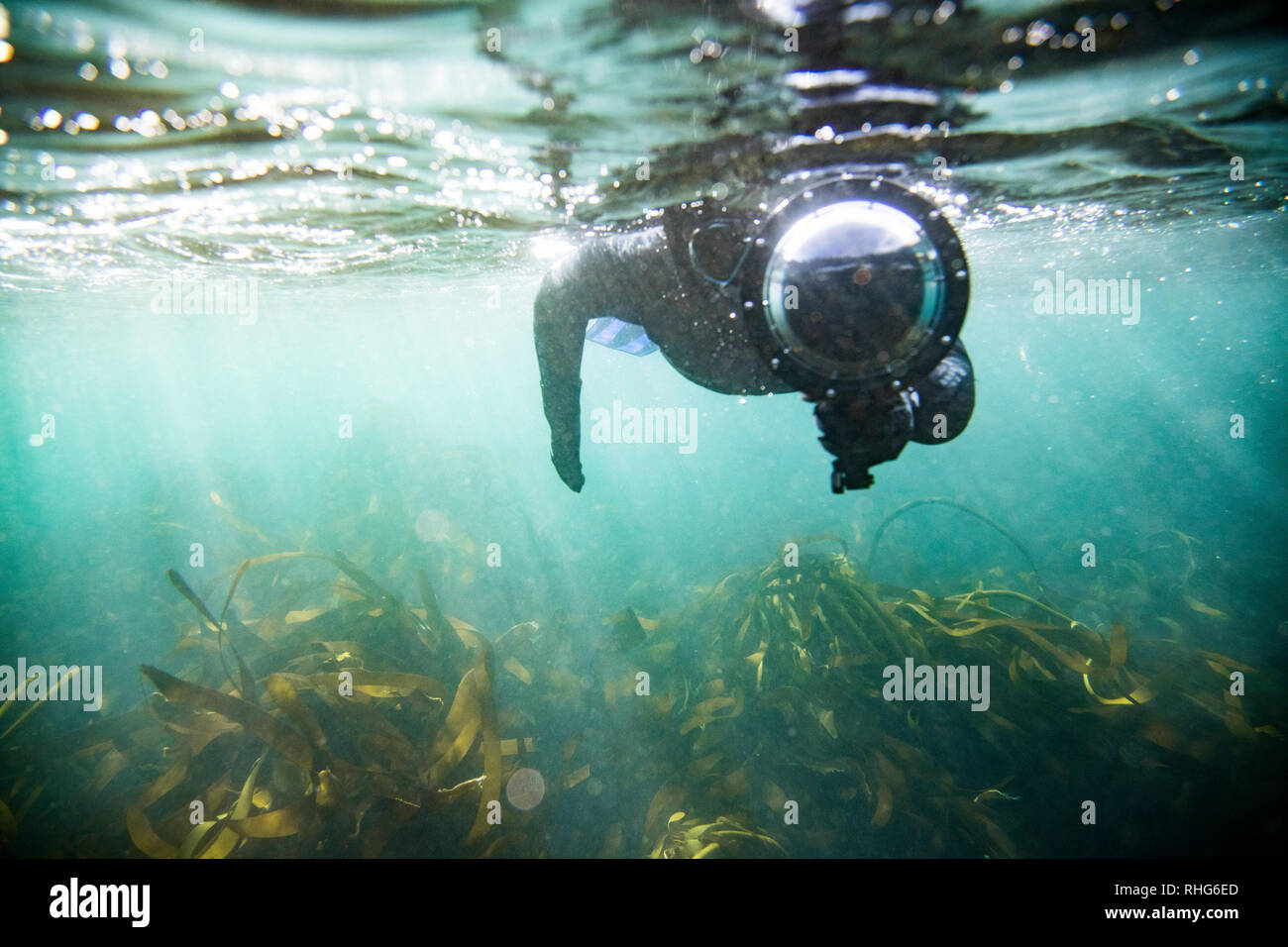 Schwimmen mit Cape Fell Dichtung in den Atlantischen Ozean in Kapstadt Südafrika Arctocephalus pusillus Stockfoto