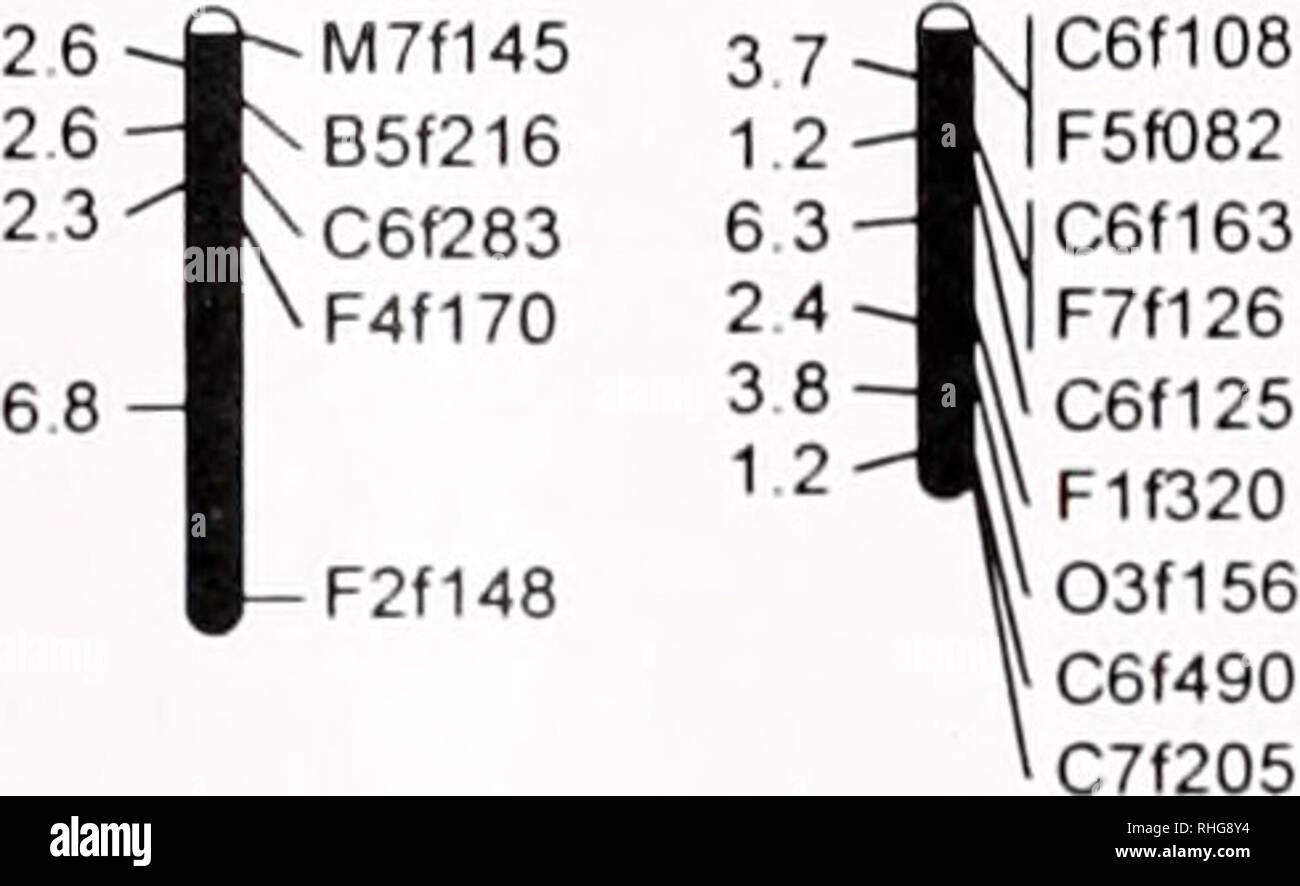 . Die biologische Bulletin. Biologie; Zoologie; Biologie; Meeresbiologie. 332 Z YU UND X. GLIO Gestänge Karten und Marker Verteilung zwei Gestänge Karten wurden errichtet: einen für das männliche Elternteil, mit 158 Markierungen: Die andere für den weiblichen Elternteil, mit 133 Markern. Die männlichen Rahmen Karte bestand aus 114 Marker in 12 Gestänge Gruppen (Abb. 2). 21 Markierungen wurden nicht auf der Karte, darunter 3 Drillinge, 5 Doubletten ab, und 2 unlinked Marker (Tabelle 2). Zusätzlich, 23 Nicht platzierte Marker wurden der Rahmen Karte verknüpft, aber nicht gestellt, weil Sie unklare oder widersprüchliche Positionen Stockfoto