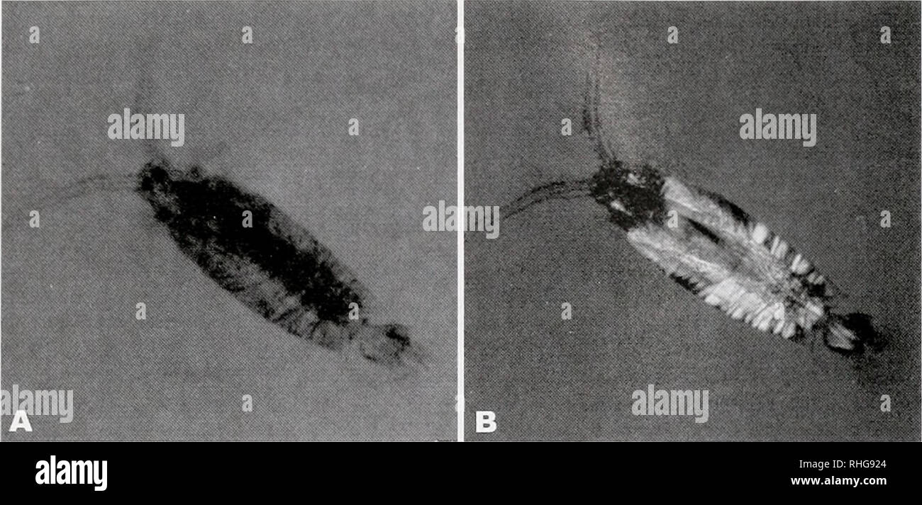 . Die biologische Bulletin. Biologie; Zoologie; Biologie; Meeresbiologie. ORGANISMAL TRANSPARENZ 309. Abbildung 3. Copepoden (Labidocera) unter A) unpolarisierte Durchlicht betrachtet, und (B) gekreuzten Polarisatoren. Die copepoden ist deutlicher in (B) durch die Anwesenheit von Doppelbrechenden Muskel und Bindegewebe. Da der Hintergrund Unterwasser Beleuchtung polarisiert ist ein Viewer mit Polarisierung Vision kann in der Lage sein, um den Kontrast zu erhöhen, (A) (B) zu visualisieren. Courtesv von Nadav Shashar. Sichergestellt UV-Absorption wurde in der Regel deutlich größer als in der UVA-UVB-Strahlen (UV-Vision auftritt Stockfoto