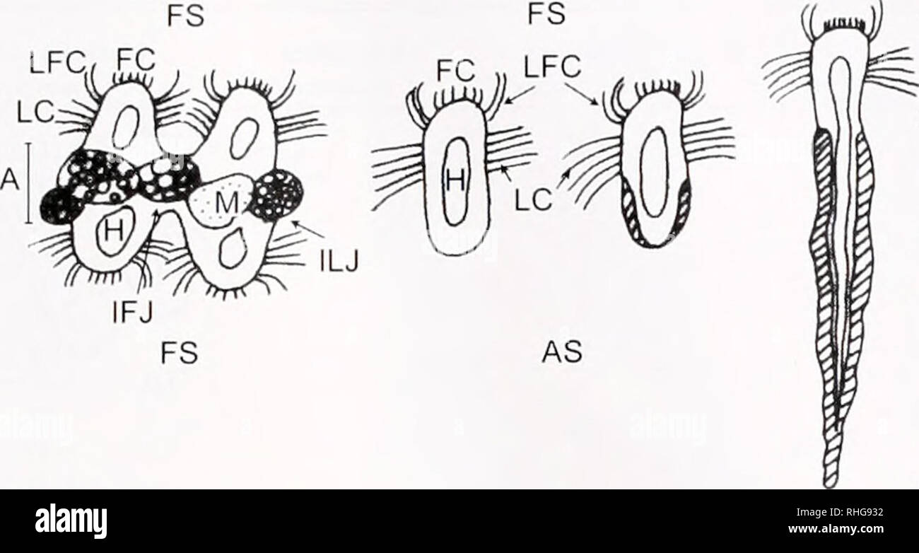 . Die biologische Bulletin. Biologie; Zoologie; Biologie