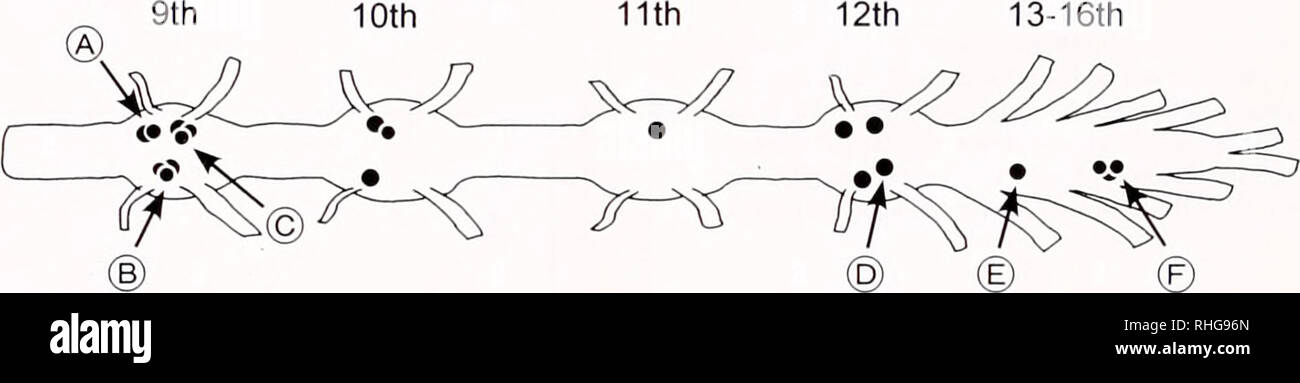 . Die biologische Bulletin. Biologie; Zoologie; Biologie; Meeresbiologie. Abbildung 7. Ventrale Ansicht eines Luzifer - gelb - injiziert lichtempfindliche Neuron im 12 Ganglienzellen. Die Zellkörper (103 Papierstau in Durchmesser, lange Achse) erstreckt sich ein Axon auf der kontralateralen Region, wo die Axon scharf schaltet und steigt in Richtung der 1-ten Ganglion mit einigen dendritischen Verzweigungen (Pfeile). Bildeinsatz: Eine schematische Zeichnung des Neurons in den Ganglienzellen. Zurücksetzen der endogenen Rhythmus durch interpolierte Anti-dromic Impulse (Kennedy 1963). In der vorliegenden Studie. Viele lichtempfindliche Nervenzellen antwortete auch mit einem langsam ans Licht Stockfoto