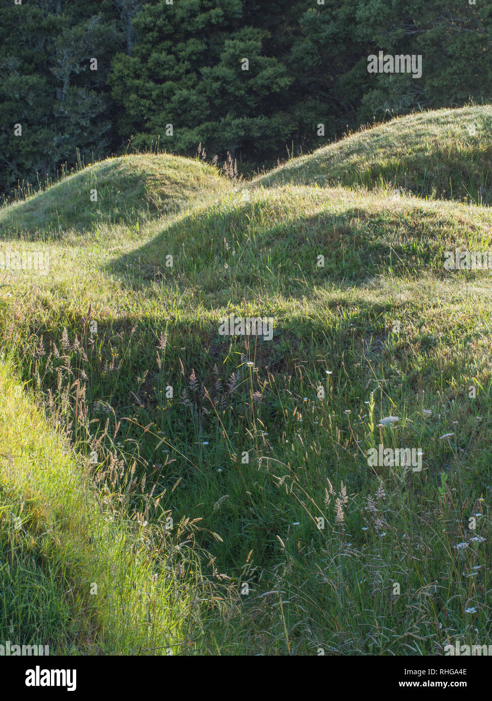 Dämme und Hohl, Überreste der Festung Erdarbeiten, Ruapekapeka, Northland, Neuseeland Stockfoto