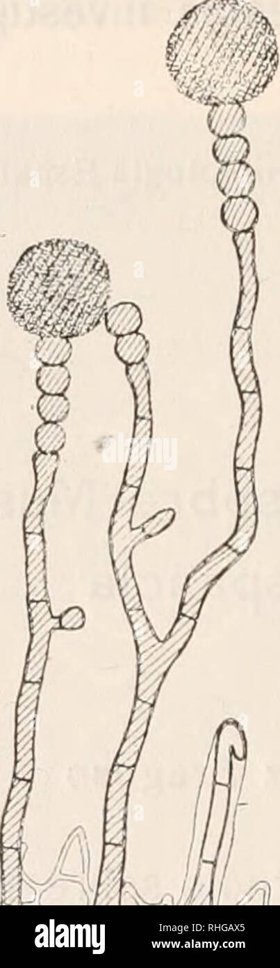 . Boletín de la Sociedad Española de Historia Natural. Natural History. 282 BOLETÍN DE LA REAL SOCIEDAD ESPAÑOLA In follis Cephaloziellae Frainetto, Eige n tum vor Lugo Bein. A. in Casares-Gil, VIII 1946-1974. El Dematium aureum Reb.es una especie Sünde Diagnose esta-blecida, y casi Igual acontece con el D. muscorum Schleicher (im Link, Sp. Anlage., I, 1824, S. 133), citado en Alemania y Suiza, cuya Descripción hace pensar ha sido confundida La especie con lo que sólo Sohn rizoides de muscineas. La primera fué mencionada sobre musgo indeterminado, así Como la Segunda. Aun fué repartida Como D. muscorum Rabh., La Stockfoto