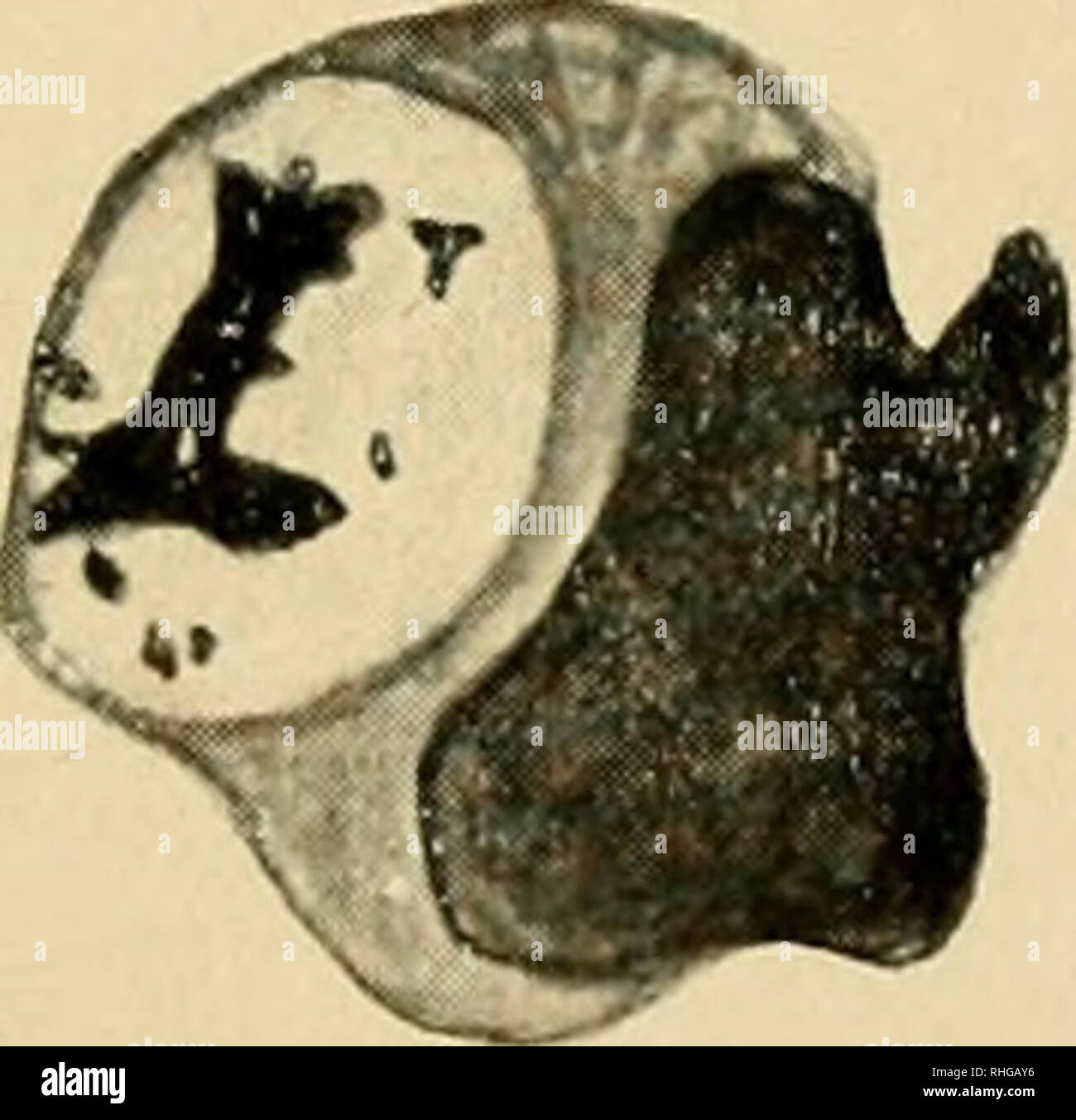 . Boletín de la Sociedad Española de Biología. Biologie. 15. Bitte beachten Sie, dass diese Bilder sind von der gescannten Seite Bilder, die digital für die Lesbarkeit verbessert haben mögen - Färbung und Aussehen dieser Abbildungen können nicht perfekt dem Original ähneln. extrahiert. Sociedad Española de biología; Sociedad Española de biología. Madrid. Sociedad Espanñola de Biología Stockfoto