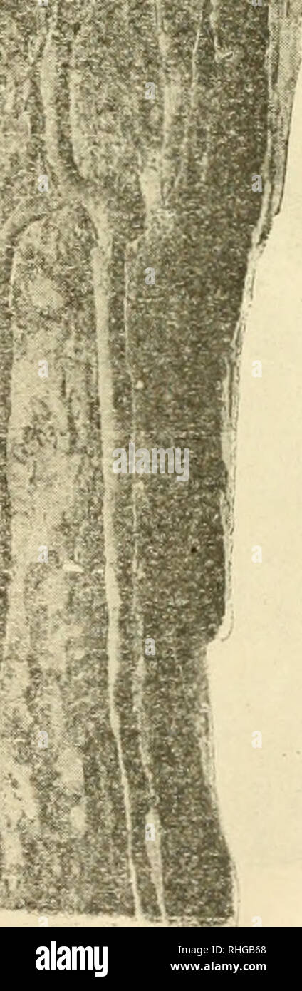 . Boletín de la Sociedad entomológica de España. Entomologie; Insekten. Ich f-. Galerías del barrenillo. Ips (tíofíriclms) sexdentatus Boern. en El Pino negral. - Navas del Marqués (Avila) (de la Colección del Laboratorio). 1 | 3 Tam. Nat. (Orig. l. Bitte beachten Sie, dass diese Bilder sind von der gescannten Seite Bilder, die digital für die Lesbarkeit verbessert haben mögen - Färbung und Aussehen dieser Abbildungen können nicht perfekt dem Original ähneln. extrahiert. Sociedad Entomológica de España. Zaragoza: Libreria editorial de C. Gasca Stockfoto