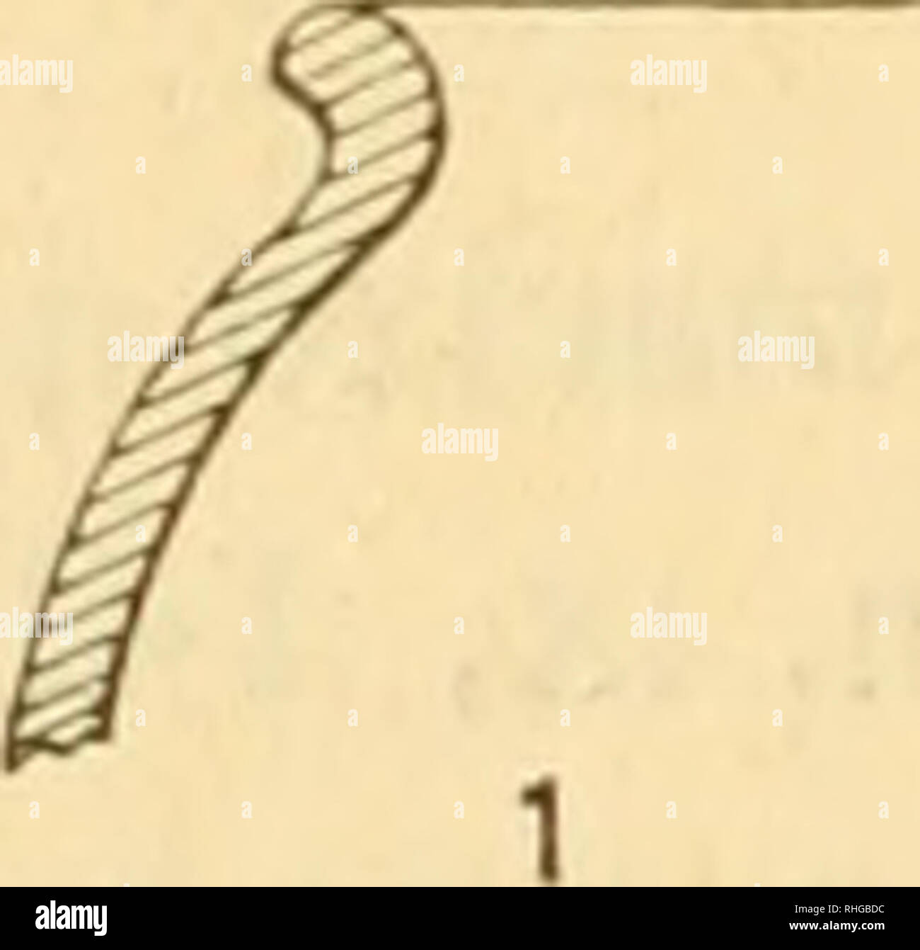 . Boletín de la Sociedad Española de Historia Natural. Natural History. 276 BOLETÍN DE LA REAL SOCIEDAD ESPAÑOLA Este vaso no es de principios de la Edad del Bronce, como supo-ne el Sr. Garín y Modet, Sino de la Edad del Hierro. De principios de la Edad del Bronce no se conocen vasos de Mich-Tal. En cambio, abundan éstos desde principios de la época de Hallen - tatt, ó Meer en La primera Edad del Hierro, y en todo su Círculo de Cultura de Austria y el S. de Alemania y regiones Relacionadas, y en los vasos precisamente de Bronce de estos Países se encuentra la Técnica de las delgadas láminas de mich Stockfoto