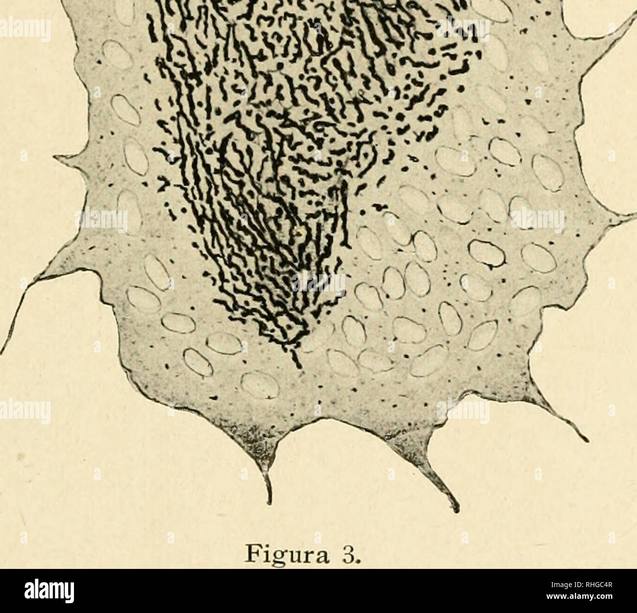 . Boletín de la Sociedad Española de Biología. Biologie. -^. ;. Bitte beachten Sie, dass diese Bilder sind von der gescannten Seite Bilder, die digital für die Lesbarkeit verbessert haben mögen - Färbung und Aussehen dieser Abbildungen können nicht perfekt dem Original ähneln. extrahiert. Sociedad Española de biología; Sociedad Española de biología. Madrid. Sociedad Espanñola de Biología Stockfoto