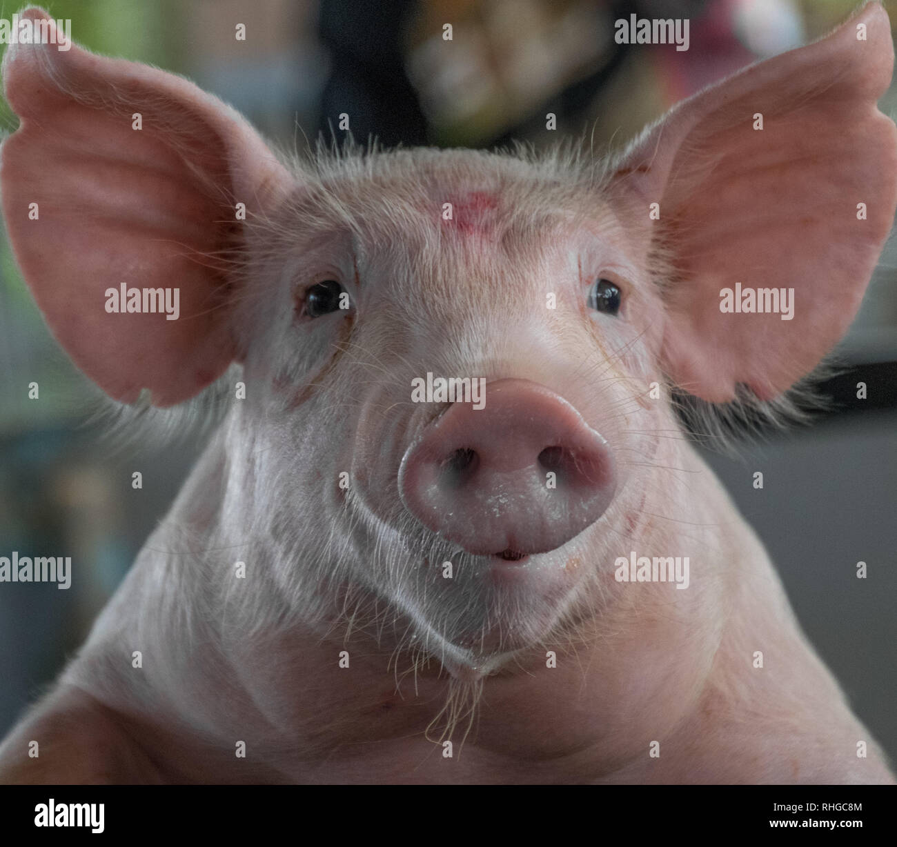 Portrait Der Lustige Kleine Schwein Isoliert Imagen Stockfotografie Alamy