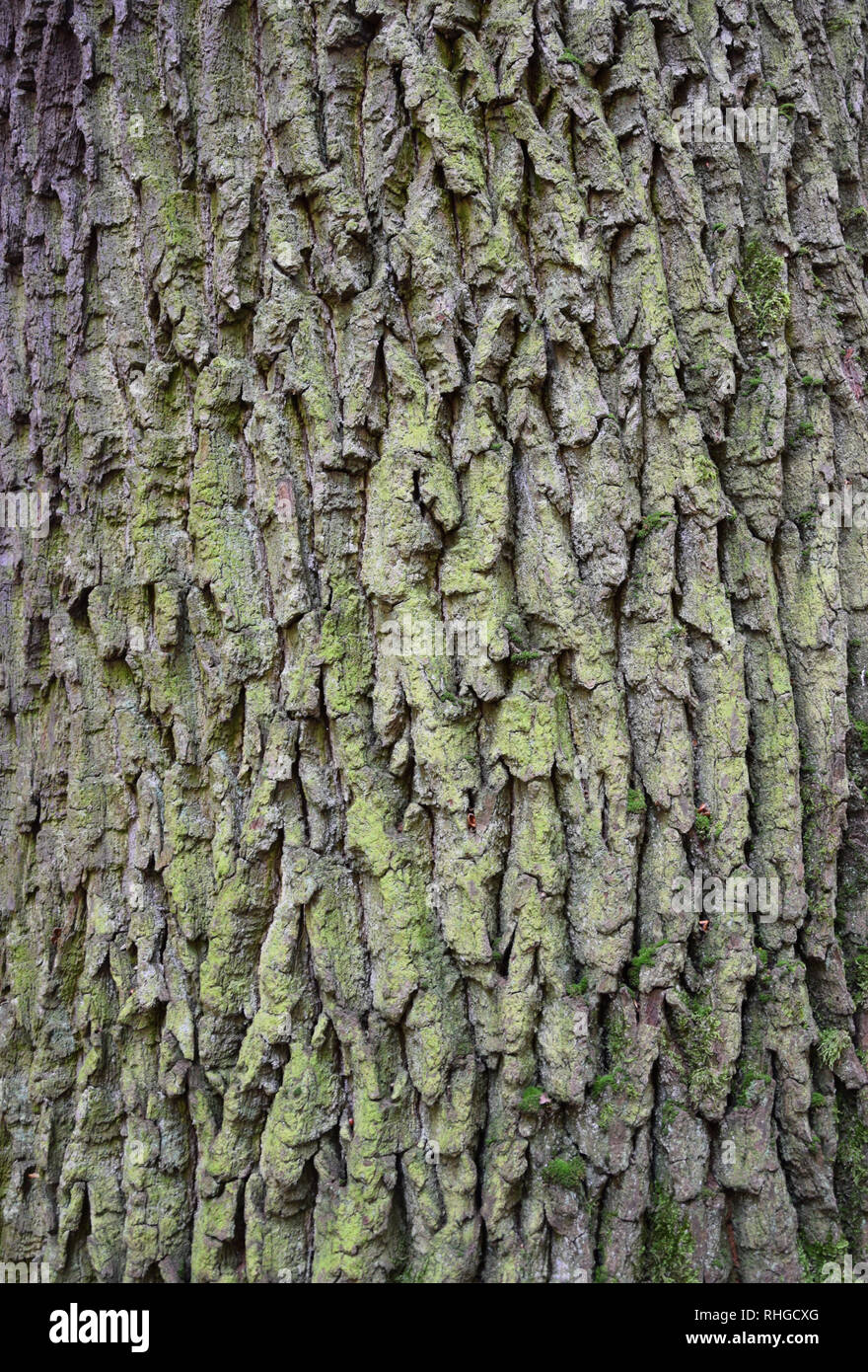 Baumrinde mit Moos und Flechten. Textur. Stockfoto