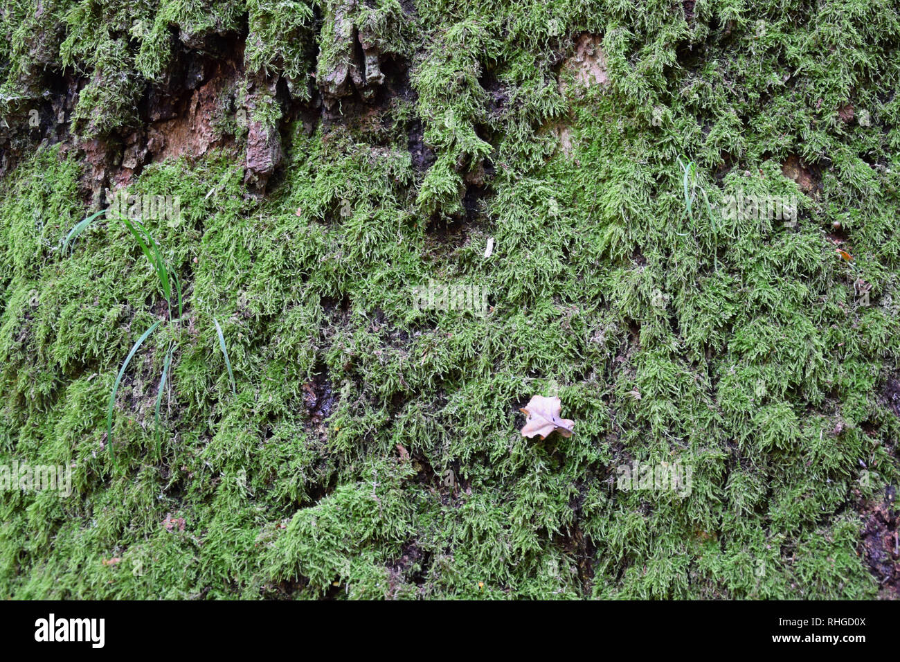 Baumrinde mit Moos und Flechten. Textur. Stockfoto