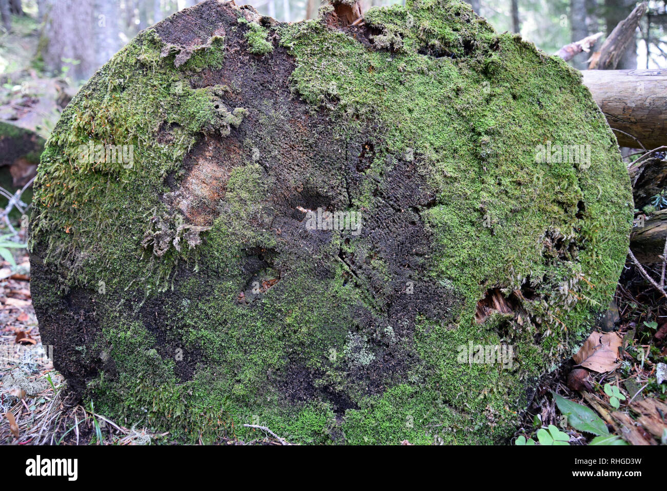Baumstumpf mit Moos und Flechten. Textur. Stockfoto