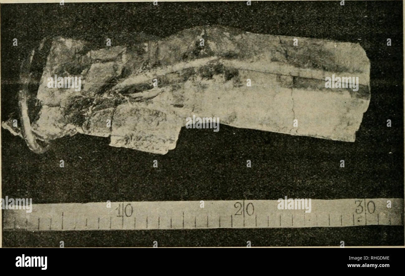 . Boletn de la Real Sociedad Espaola de Historia Natural. Real Sociedad Espaola de Historia Natural; Naturgeschichte; Natural History -- Spanien. 542 boletín de la REA. L SOCIEDAD ESPAÑOLA. el yacimiento de los berilos y sembró un Pinar que Hoy debe estar completamente Wer, borrando Toda huella de Este yaci-miento. De se, así Como también de los de la Ramallosa y Carballeda, San Juan de Pesqueiras, Calzada de Pontevedra, Poyo., Monte Pedroso y Otros menos Importantes, proceden Los ejemplares De esta Región. Pero a todos Ellos supera, Al menos por lo que respecta al Tamaño de los mismos, Stockfoto