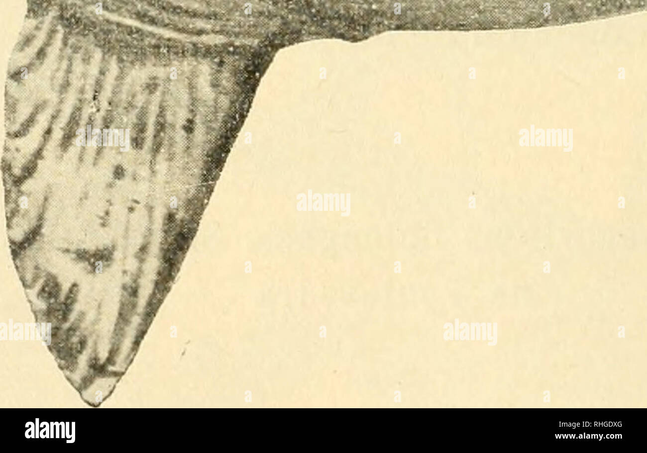 . Boletín de la Sociedad Española de Historia Natural. Natural History. 45 í BOLETÍN DE LA REAL SOC. EDAD ESPAÑOLA pescado á la? Siete de la tarde del 18 de Julio, Último en La Ría de Pontevedra, Frente à la playa de Área da Barca (Parroquia de Sa-mieira), á Unos 8 km de la Capital, en la Chucho derecha de Di-cha Ría, siendo transportado al Muelle de Gombarro, distante Unos 6 km de Pontevedra. -. OrtJiagoriscus oblongtis Sch. Sünde pérdida de Tiempo y acompañado de Los Dos referidos seño-res, de mi colega ilustrado D. Secundino Vilanova y del fotógrafo D. Lorenzo Novas, mir indicad dirigí al Stockfoto