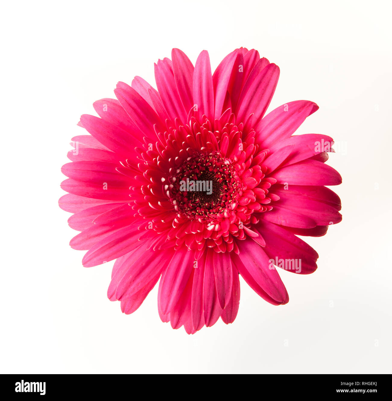 Hot Pink Gerber Daisy wurde auf weißem Hintergrund aufgenommen Stockfoto