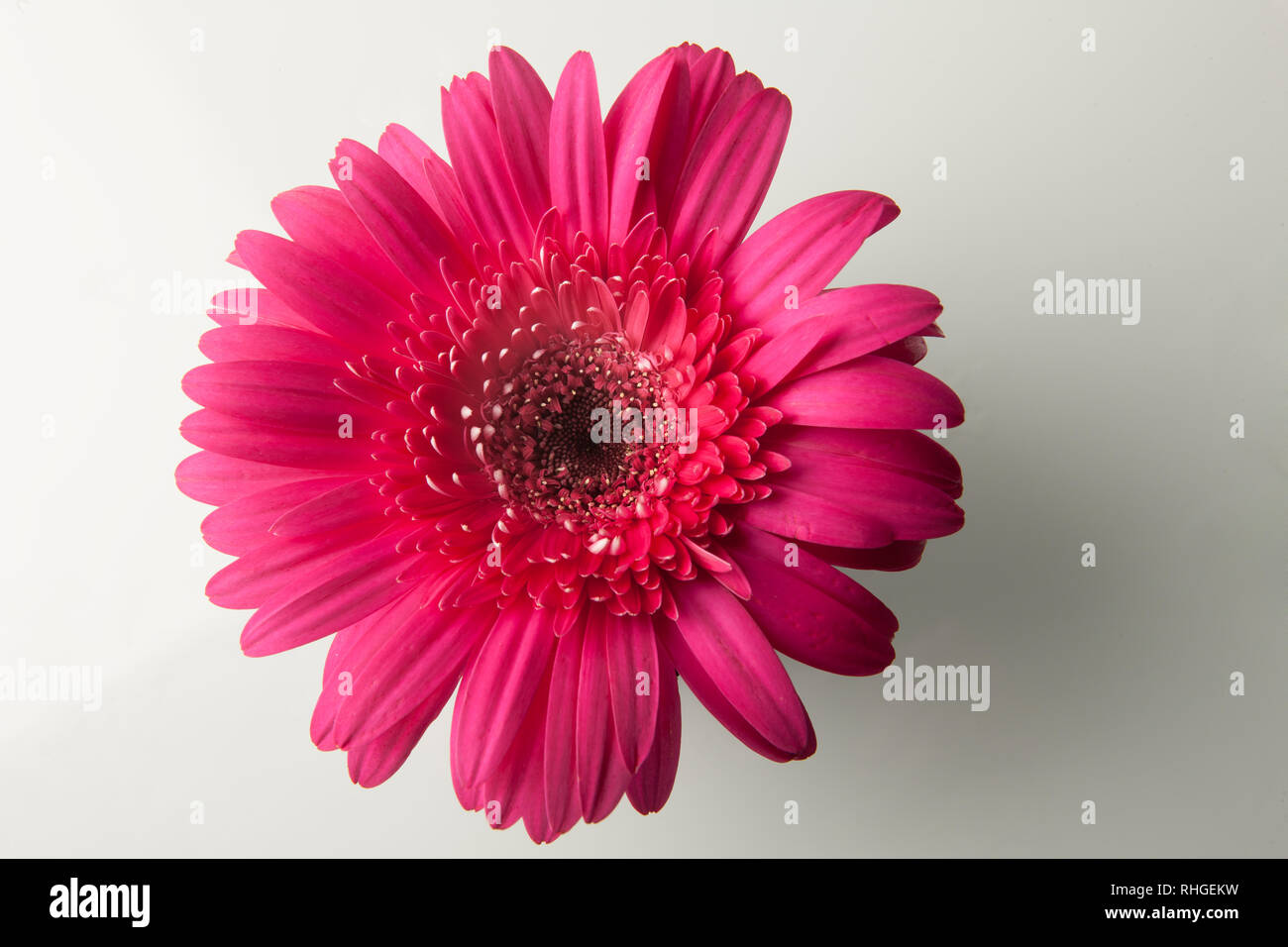 Hot Pink Gerber Daisy wurde auf weißem Hintergrund aufgenommen Stockfoto