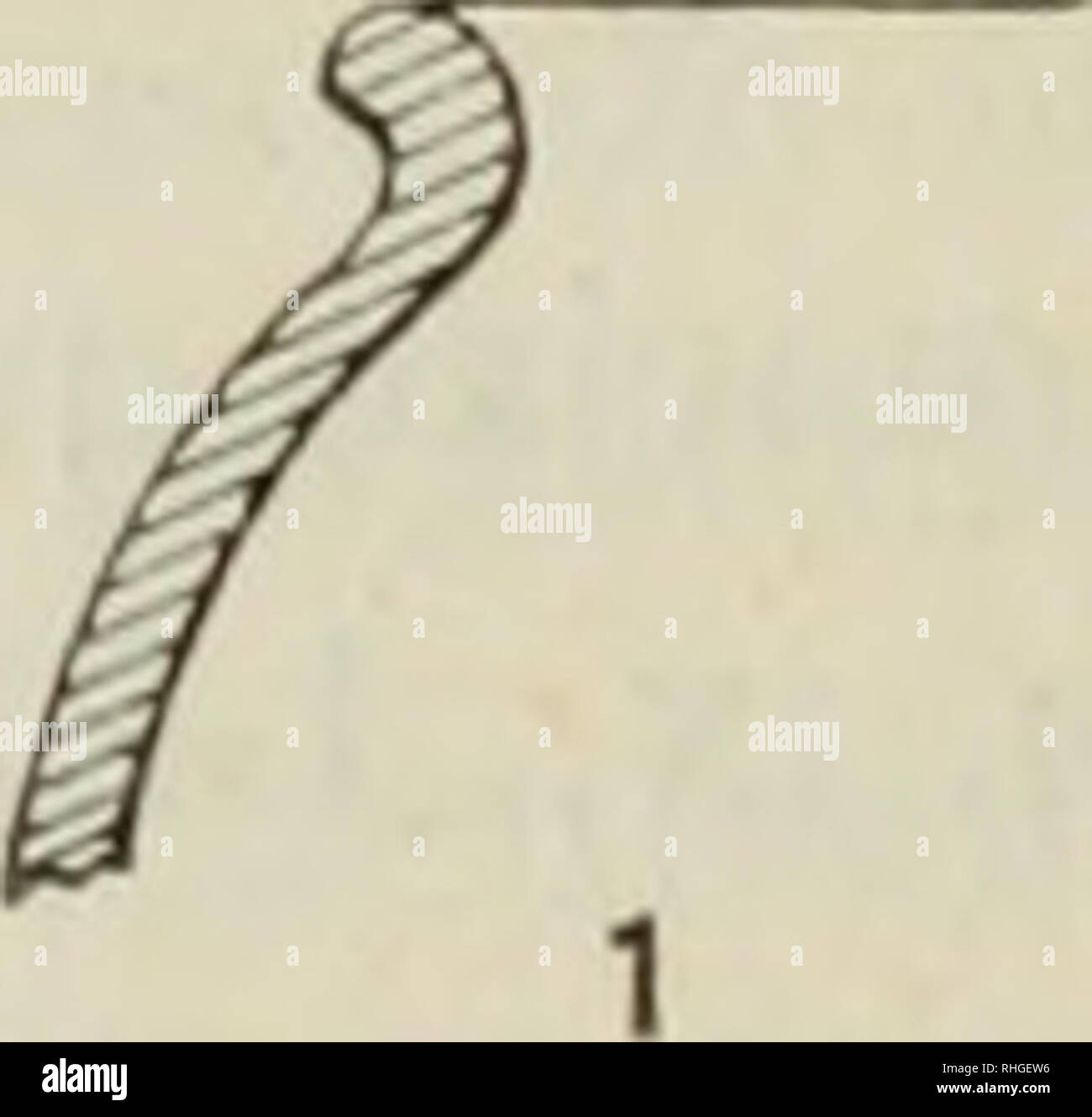 . Boletn de la Real Sociedad Espaola de Historia Natural. Real Sociedad Espaola de Historia Natural; Naturgeschichte; Natural History -- Spanien. 276 boletín DE LA SOCIEDAD ESPAÑOLA KEAL Este vaso no es de principios de la Edad del Bronce, como supo-ne el Sr. Garín y Modet, Sino de la Edad del Hierro. De principios de la Edad del Bronce no se conocen vasos de Mich-Tal. En cambio, abundan éstos desde principios de la época de Hallen - tatt, ó Meer en La primera Edad del Hierro, y en todo su Círculo de Cultura de Austria y el S. de Alemania y regiones Relacionadas, y en los vasos precisamente De Bron Stockfoto