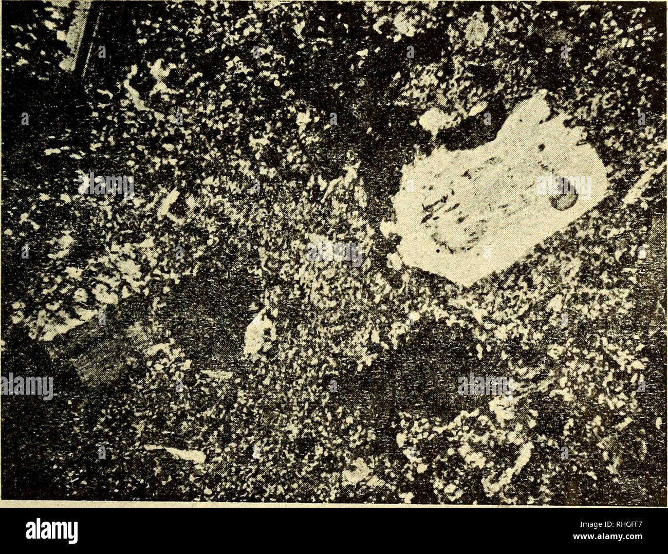 . Boletín de la Sociedad Ibérica de Ciencias Naturales. Natürliche