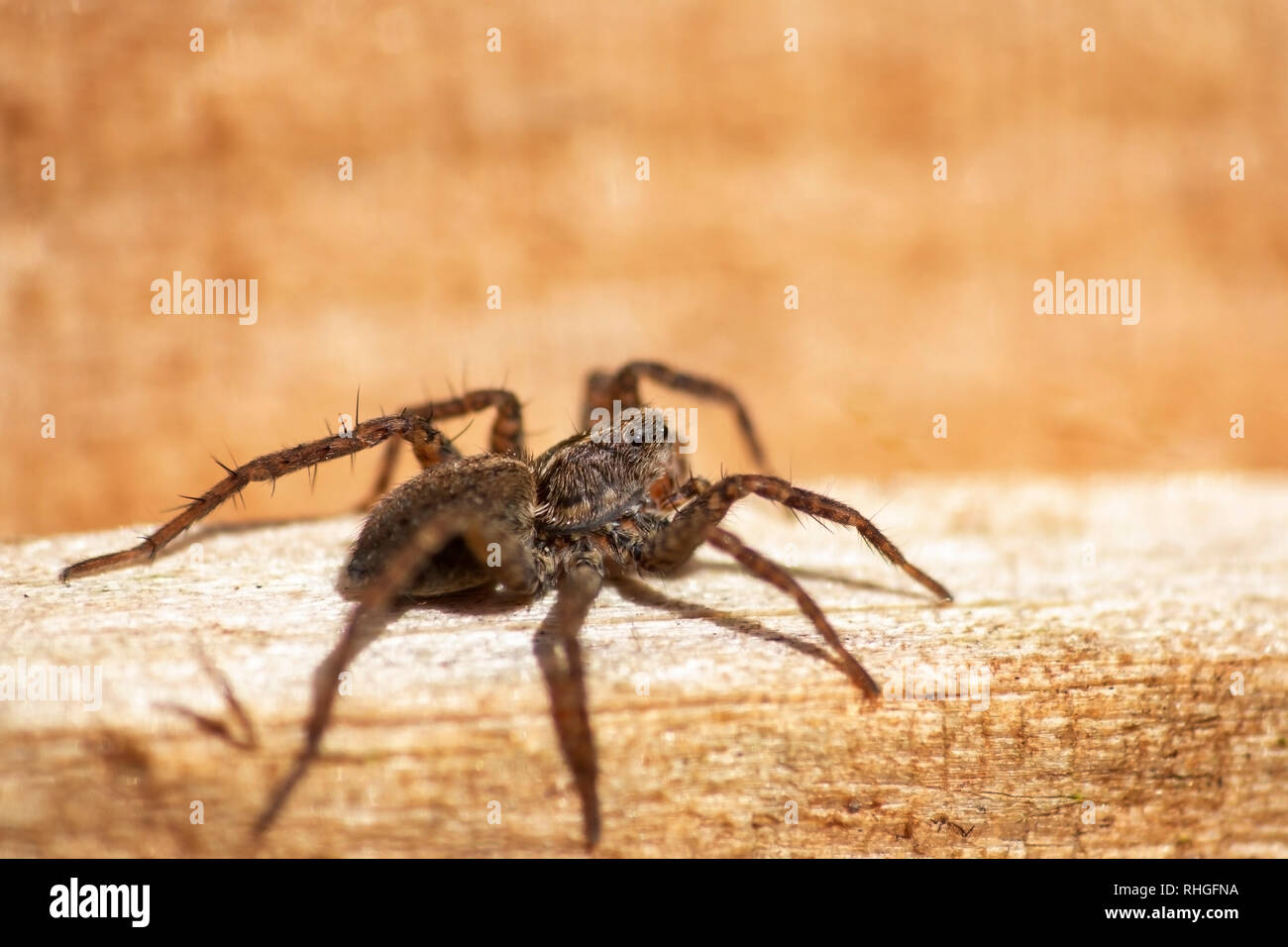 Nahaufnahme von einem Wolf Spinne auf einem hölzernen Zaun Stockfoto