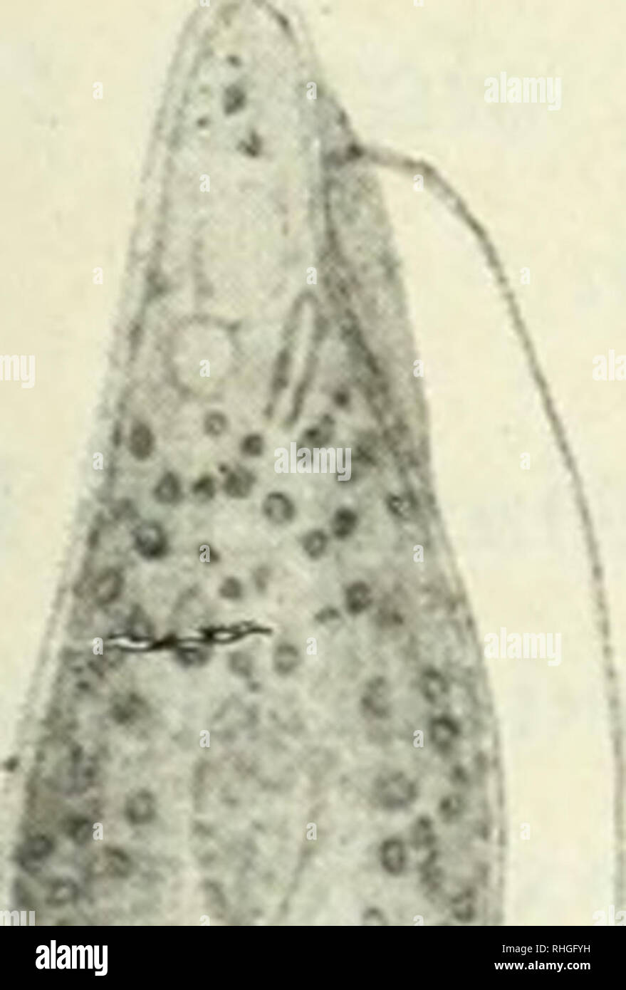 . Boletín. Wissenschaft. ESTUDIOS HIDROBIOLÓGICOS: FLAGELLATAE 4. SI 4,5-G; ¿. Periplasto tierno, Poro marcadamente Diferenciado. Flagelo más Largo que la Célula, saliendo lateralmente debajo del Borde anterior de la Célula. Núcleo zentralen o un poco más atrás. Flagelo más o menos tan Largo como La célula, extendiéndose Derecho al moverse La célula, y sólo moviéndose (o Lo menos Menü - rentemente) de la Punta. Vacuolo contráctil en la parte Ein-terior de la Célula. Absorción de los Alimentos por succión de bacterios (Abb. 88). Frecuente entre bacterios, en el Fondo de zanjas, charcos pantanos y; Ta Stockfoto