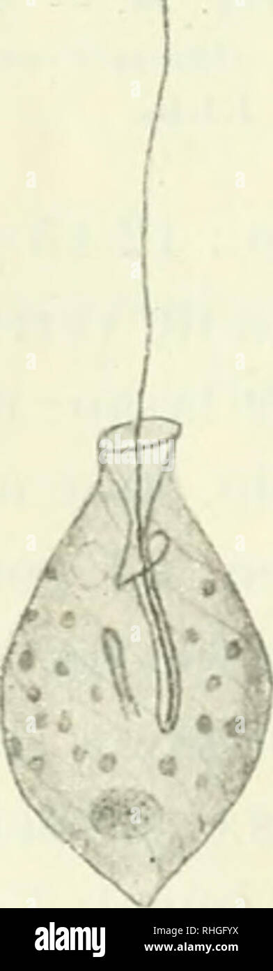 . - BoletÃ n. Wissenschaft. 480 - boletÃ n de La Academia Nacional de Ciencias< S 7. Pe-ya nema tricKophorum (Ehrbg.) Stein. ÂSillÃ³n: Trachelius tricho-pltonis Ehrbg -. Cà © lulas cilindricas o husiformes, poco aplanadas, casi radial-simÃ©tri-Cas. metabÃ³licas. Largo: 50-60 Â¡a; ancho: 12-15 Â¡ j .. Membrana Espiral-mente rayada. Flagelo un poco mÃ¡s Largo que la Côte © Lula, inserto en el Fondo de un surco Ventrale (Â" faringeÂ"). En la Base del flagelo un Ã³rgano bacilar, de la misma organizaciÃ³n que El de la especie anterior. Vakuum-Abb. 86. Â Peranema triehophorum (Ehrbg.) Stein. los contrÃ¡ctiles 2. Stockfoto