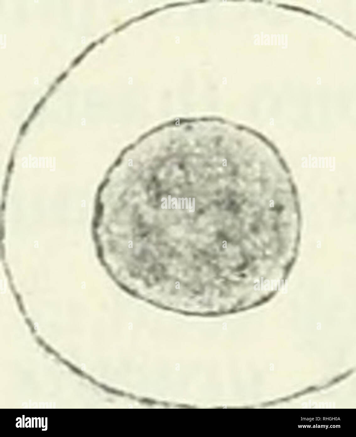 . Boletín. Wissenschaft. ESTUDIOS HIDROBIOLOGICOS: SCHIZOPHYCEAE 391 gentes. Diámetro Celular: 4,5-6,5 j .. - La Forma estermófila; La encontré flotando en un depósito con Agua Caliente bastante sobre el Techo de una Fàbrica, cerca de la Chacarita. Además, La observé con bastante frecuen-cia-en zanjas Cerca del río Chana, en el Delta. 10. A. Xaegelii eicht. Células esféricas, o, de la División, elipsóidicas, reunidas en Talos gela - tinosos que se derriten Fácilmente. Contenido Verde - azulado obscuro o un poco; violado Diámetro: 2,5-4; ¿. - Sobre una Pared y sobre la maceta y Las Hojas de una BWS Stockfoto