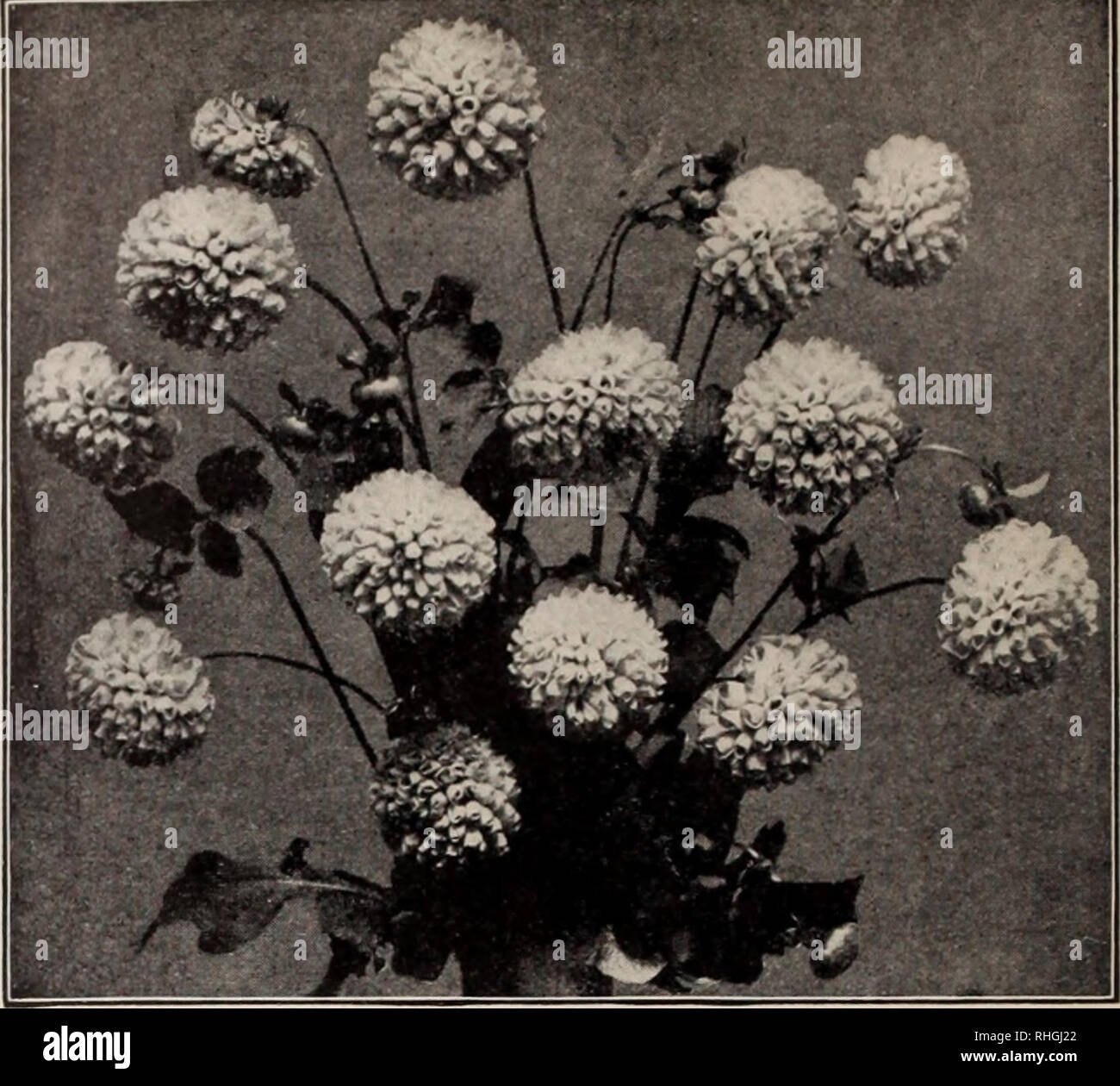 . Boddington's Qualität Blumenzwiebeln, Samen und Pflanzen/Arthur T. Boddington.. Baumschule Katalog. Pompon-dahlien Pricei, sofern nicht anders angegeben, 16 cts. Jedes, $ 1,60 pro Doz. AUie Mourey. Pinkisli weiß, gespitzt, dunkelrosa; Klein, coinpact lloWLTs. Alewine. Weiß, gerötete, Rosa; sehr schön. Catherine. Fiiu-st reines Gelb. Daybreak. Schöne rosa. Elegant. Rosa. Leitstern. Reines Weiß; ein guter Favorit. Klein Domitea. Lachs - bufT; Sehr reichblühend. Wenig Beatrice. Hellrosa, sehr hübsche und Reiche. Wenig Herman. Tief Rot, gespitzt, weiß. Rosalie. Vi-Benutzern ermöglichen, umrandete Crimson. 25 cts., $ 2.50 Stockfoto