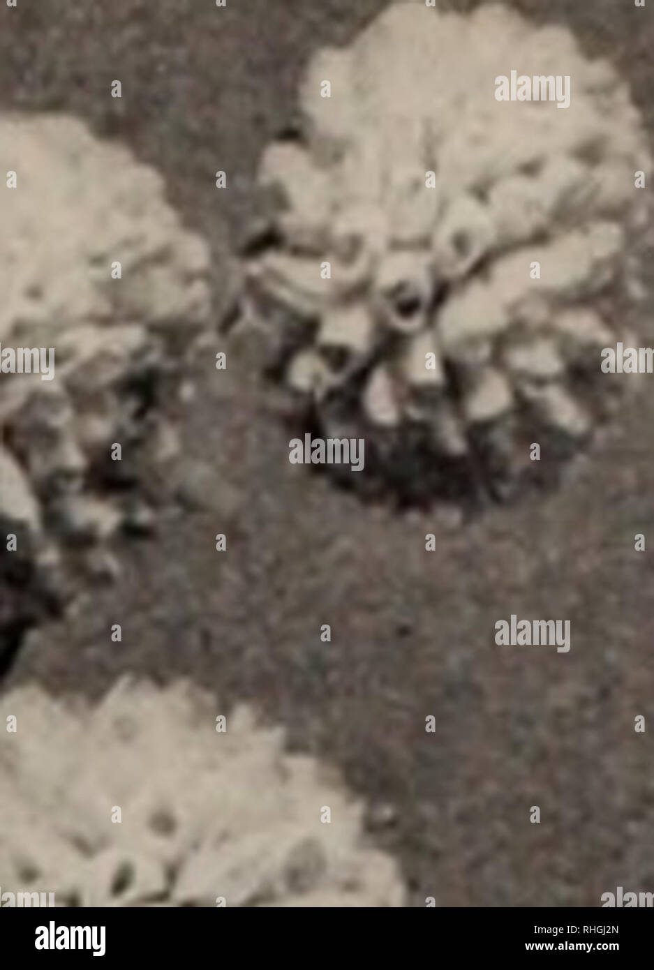 . Boddington's Qualität Blumenzwiebeln, Samen und Pflanzen/Arthur T. Boddington.. Baumschule Katalog. 114 Arthur T. Boddington, 342 West 14 St.. New Vork Stadt. Pompon-dahlien Pricei, sofern nicht anders angegeben, 16 cts. Jedes, $ 1,60 pro Doz. AUie Mourey. Pinkisli weiß, gespitzt, dunkelrosa; Klein, coinpact lloWLTs. Alewine. Weiß, gerötete, Rosa; sehr schön. Catherine. Fiiu-st reines Gelb. Daybreak. Schöne rosa. Elegant. Rosa. Leitstern. Reines Weiß; ein guter Favorit. Klein Domitea. Lachs - bufT; Sehr reichblühend. Wenig Beatrice. Hellrosa, sehr hübsche und Reiche. Wenig Herman. Tief Rot, gespitzt Stockfoto