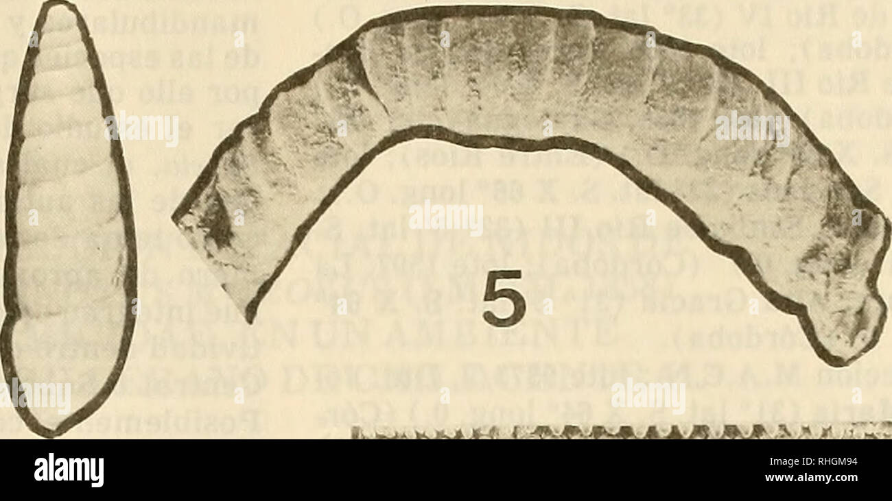 . Boletin de la Sociedad de BiologÃ-a de ConcepciÃ³n. Sociedad de BiologÃ-a de ConcepciÃ³n; Biologie; Biologie. 1. '-.*&Lt;:,.,^*"*-.* J. Bitte beachten Sie, dass diese Bilder sind von der gescannten Seite Bilder, die digital für die Lesbarkeit verbessert haben mögen - Färbung und Aussehen dieser Abbildungen können nicht perfekt dem Original ähneln. extrahiert. Sociedad de BiologÃ-a de ConcepciÃ³n; Sociedad de BioquÃ - Mica de ConcepciÃ³n; Universidad de ConcepciÃ³n. [ConcepciÃ³N Universidad de ConcepciÃ³n] Stockfoto