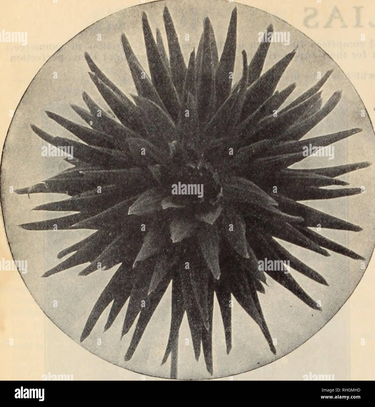 . Boddington's Qualität Blumenzwiebeln, Samen und Pflanzen/Arthur T. Boddington.. Baumschule Katalog. 34 ARTHUR T. BODDINGTON, 342 West 14 St... NEW YORK. Typ OP CAOTCfS DAHLIE. (Siehe Seite Pompon-dahlien ir Allie Monrey. Weißrosa, gespitzt, dunkelrosa; Klein, Doz. kompakte Blumen 2 $ 00 Leitstern. Reines Weiß; ein großer Liebling 2 00 Miss Lou Kramer. Basis der Blütenblätter gelb, heavilj Spitze hell Crimson, überlagert mit hellen Rosa 2 00/PhUip Pfreud. R iehest Orange - Lachs; ein extrem/üppig blühende Pflanze 2 00 J/Prince Charming. Weiß, Bleistift, durchdrungen und stark gekippt |) urple - piiik 2 00 Sno Stockfoto